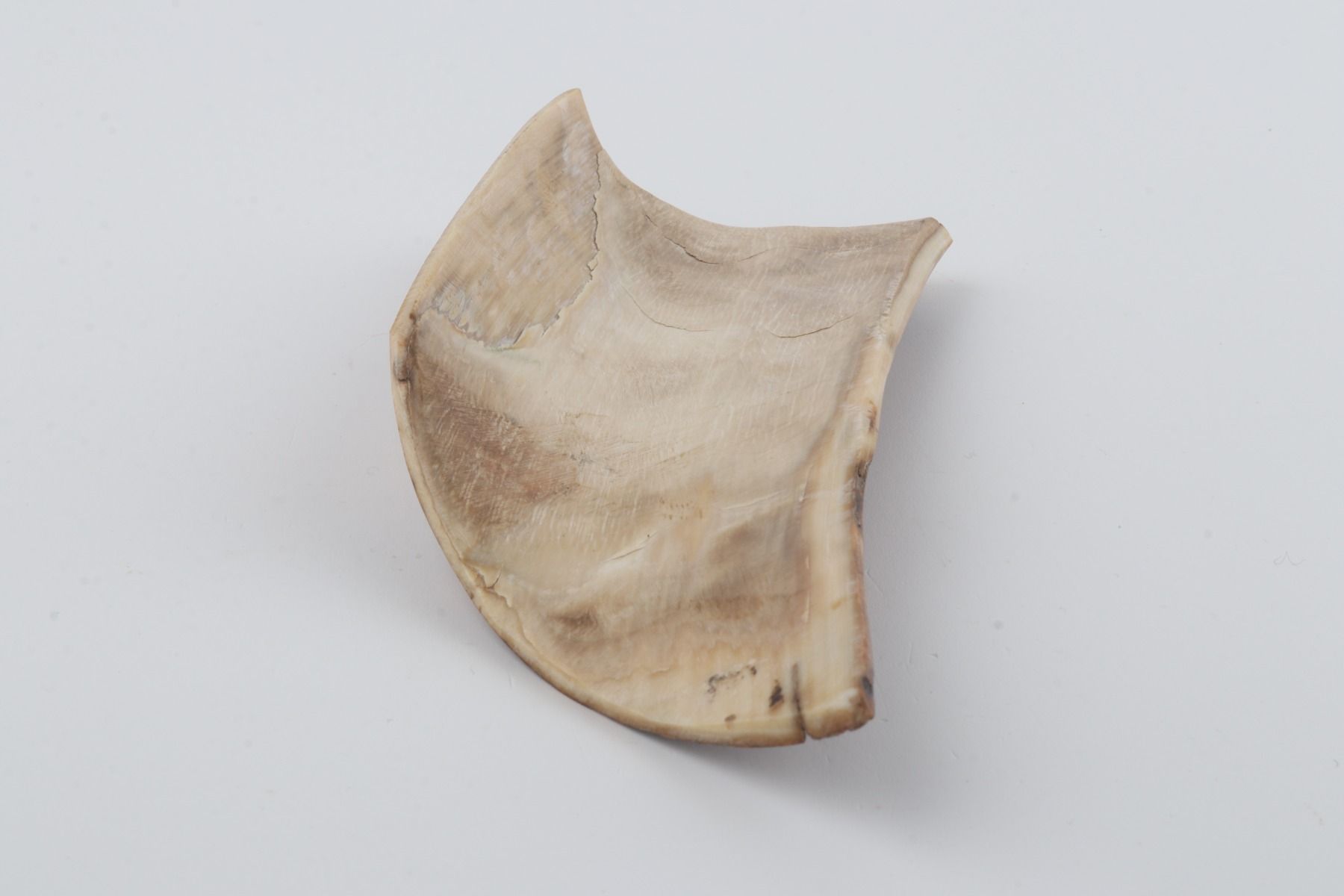 Brown-mustard mammoth bark
