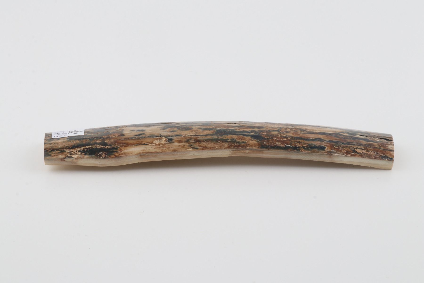 Beige-blue mammoth bark