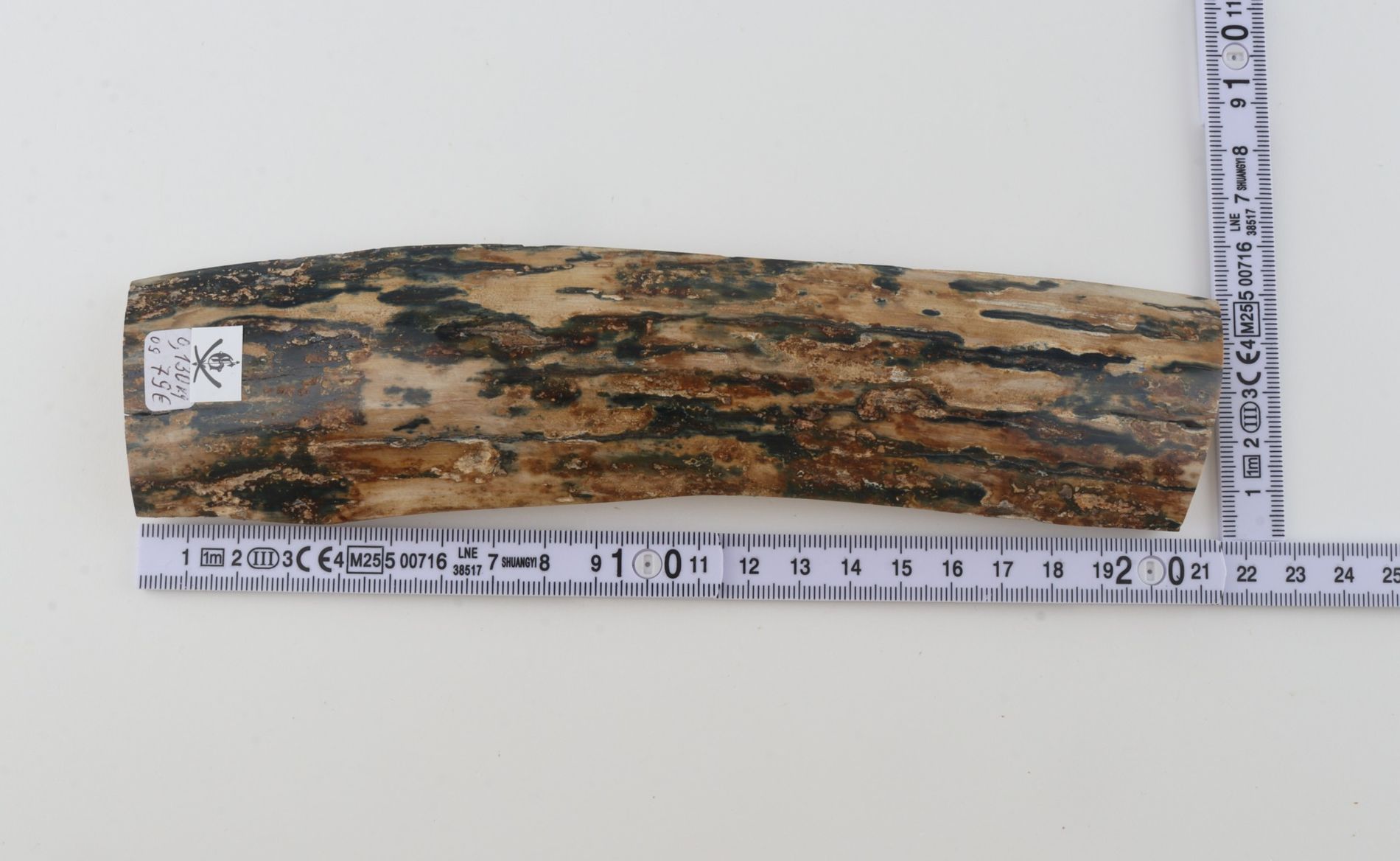 Beige-blue mammoth bark