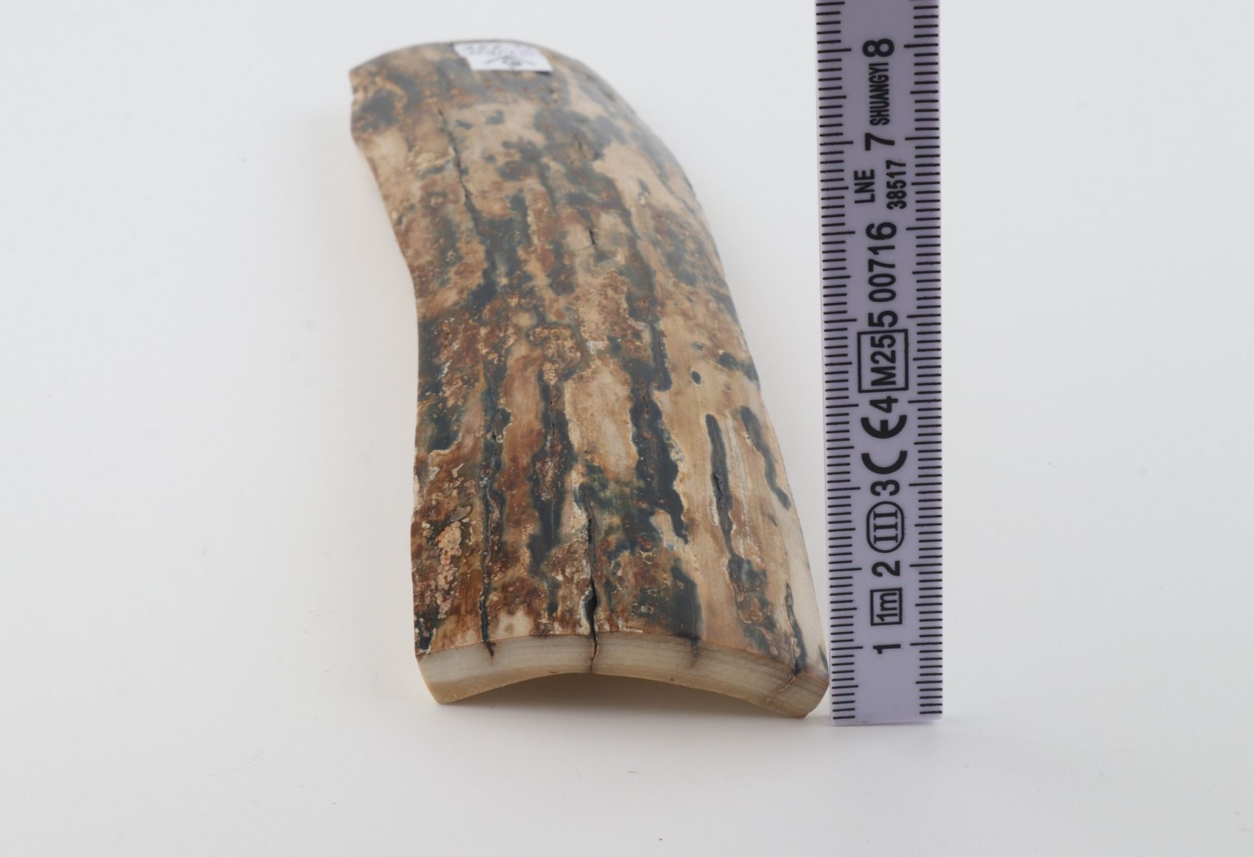 Beige-blue mammoth bark
