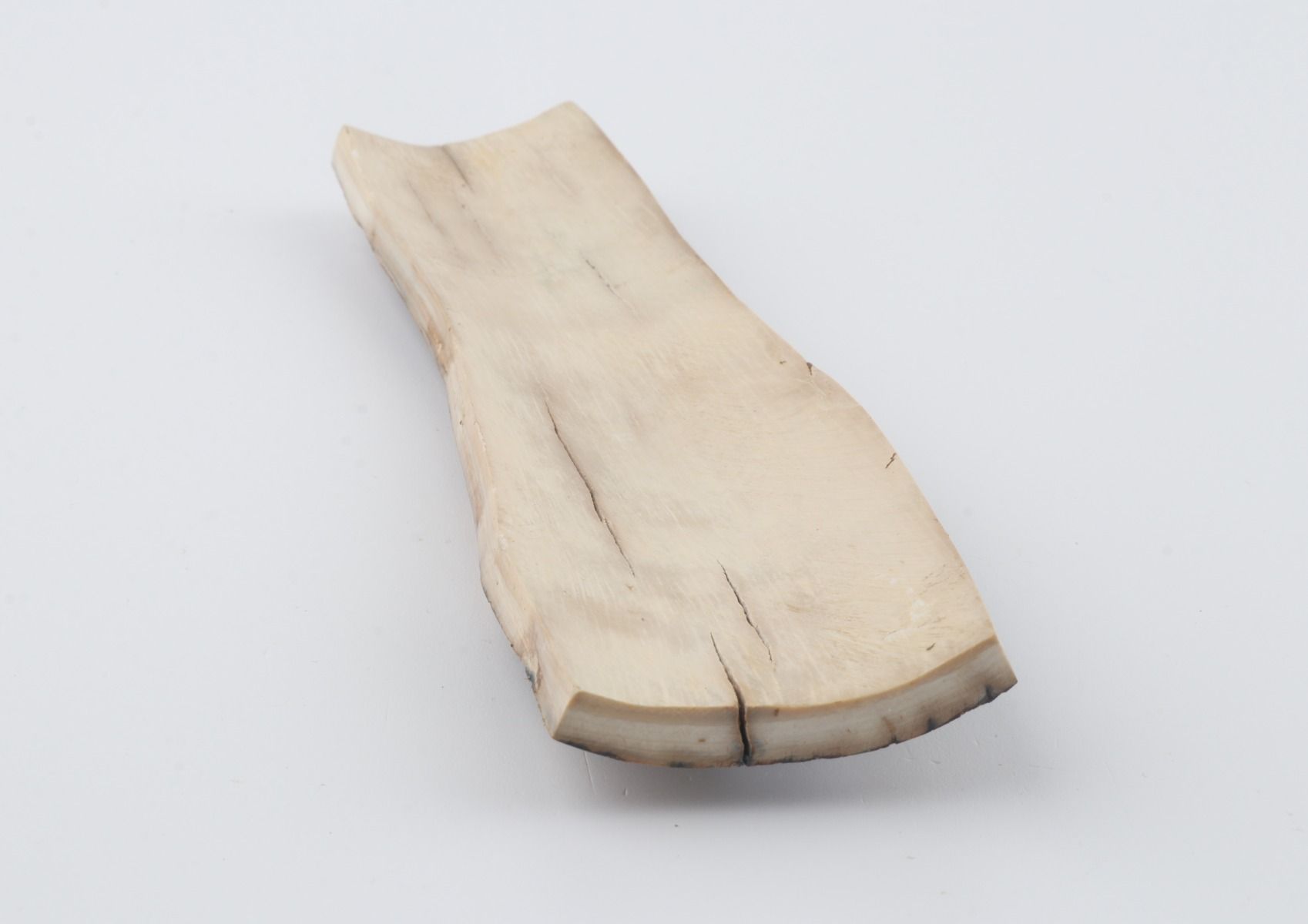 Beige-blue mammoth bark