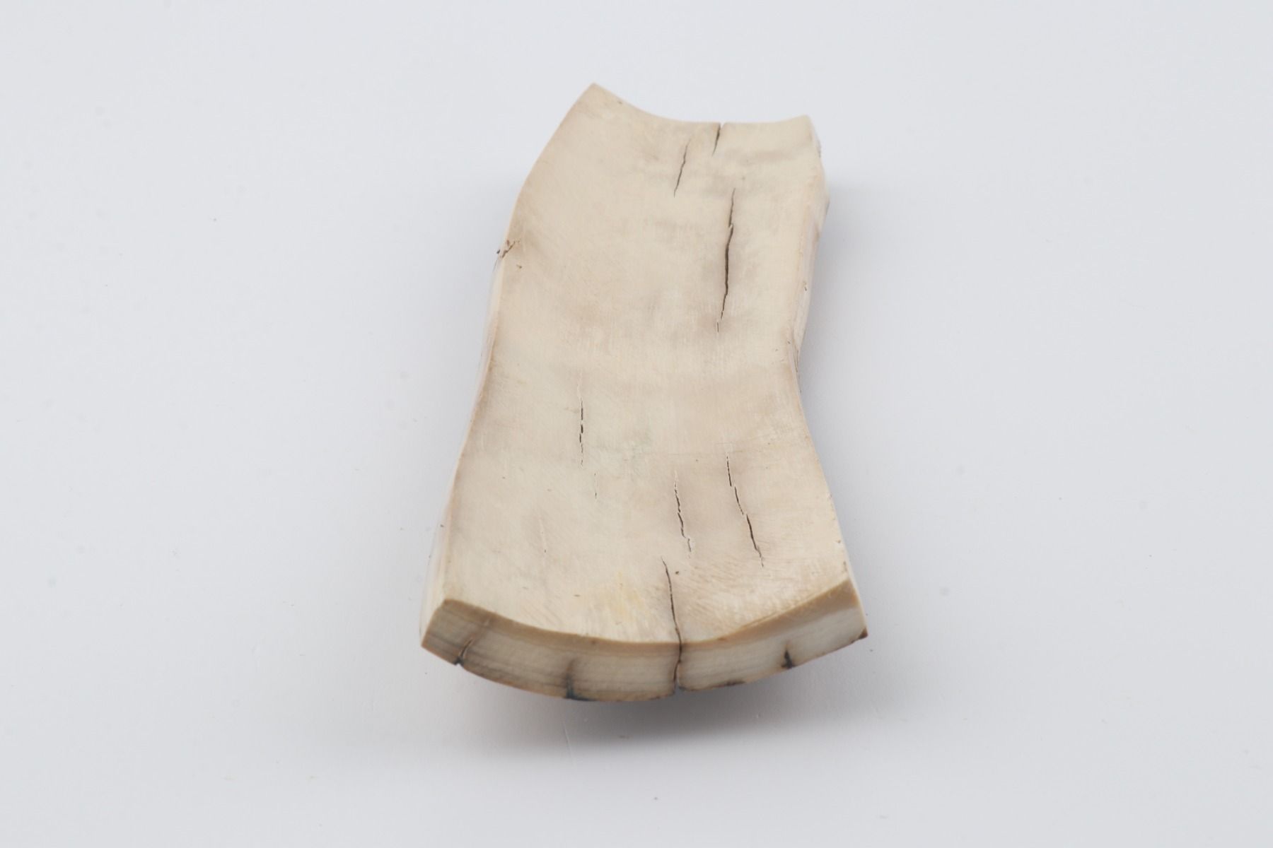 Beige-blue mammoth bark