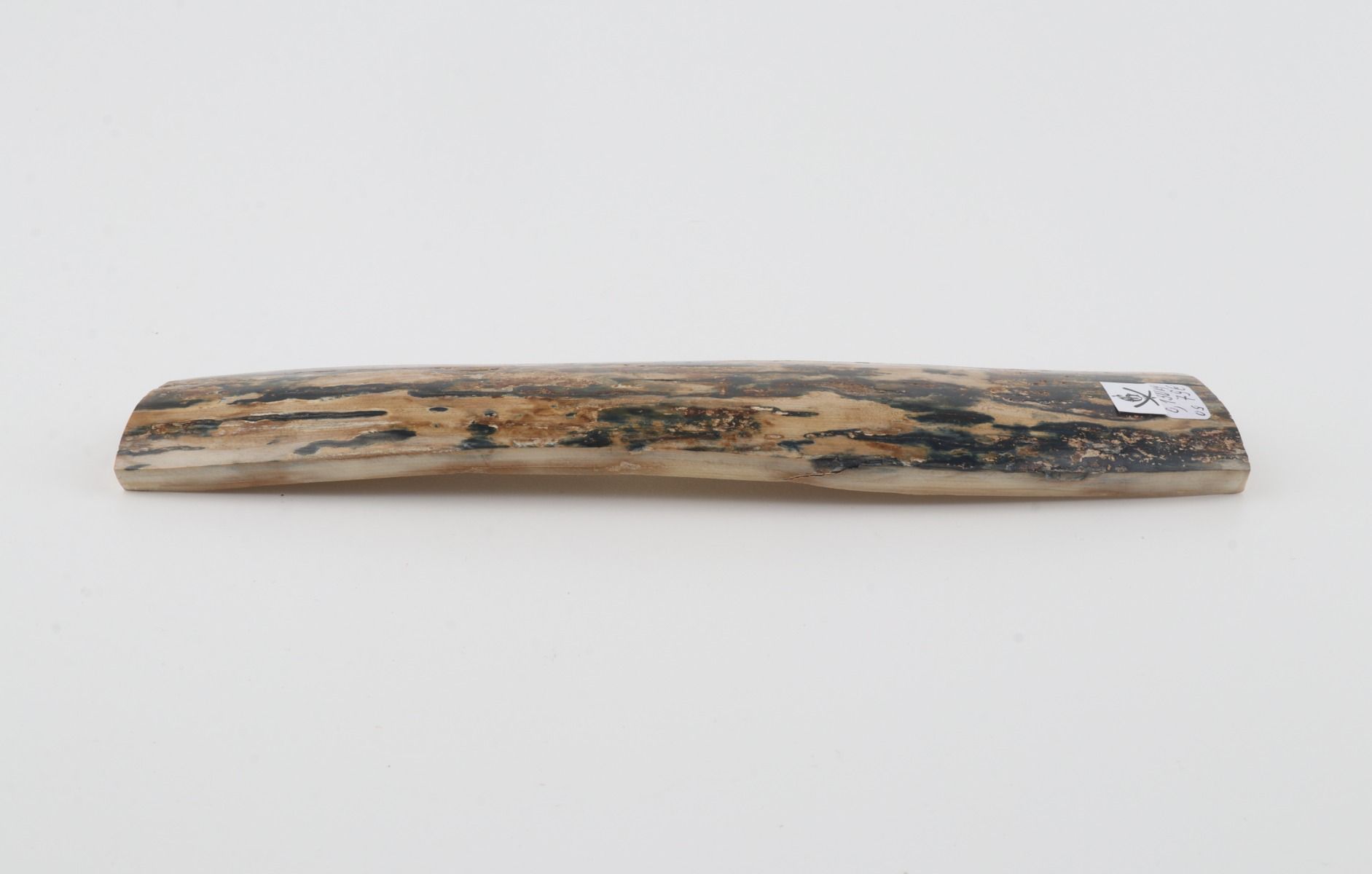 Beige-blue mammoth bark