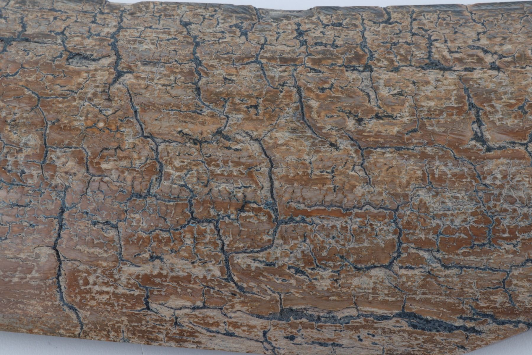 Beige mammoth bark
