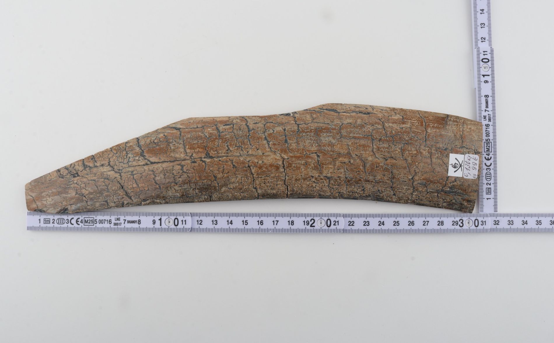 Beige mammoth bark