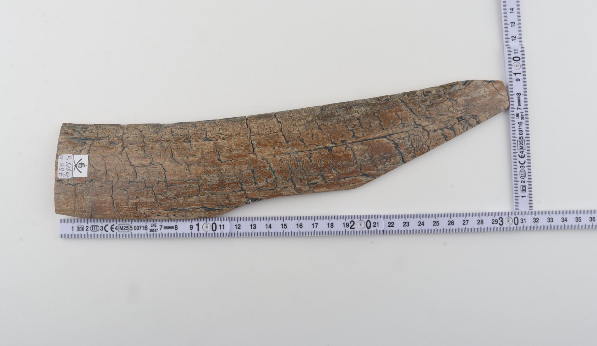 Beige mammoth bark