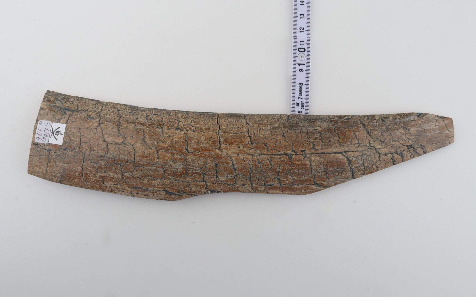 Beige mammoth bark