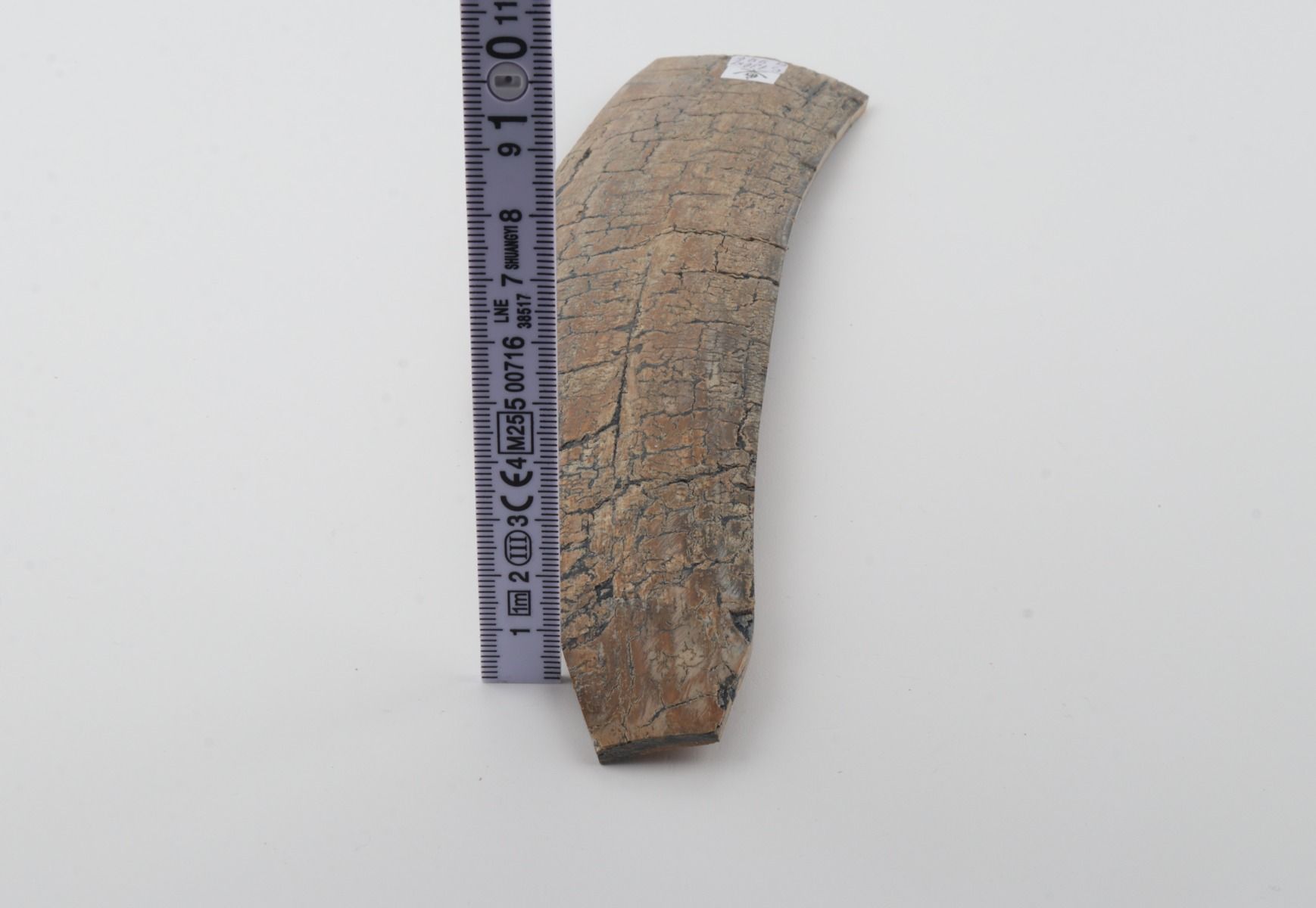 Beige mammoth bark