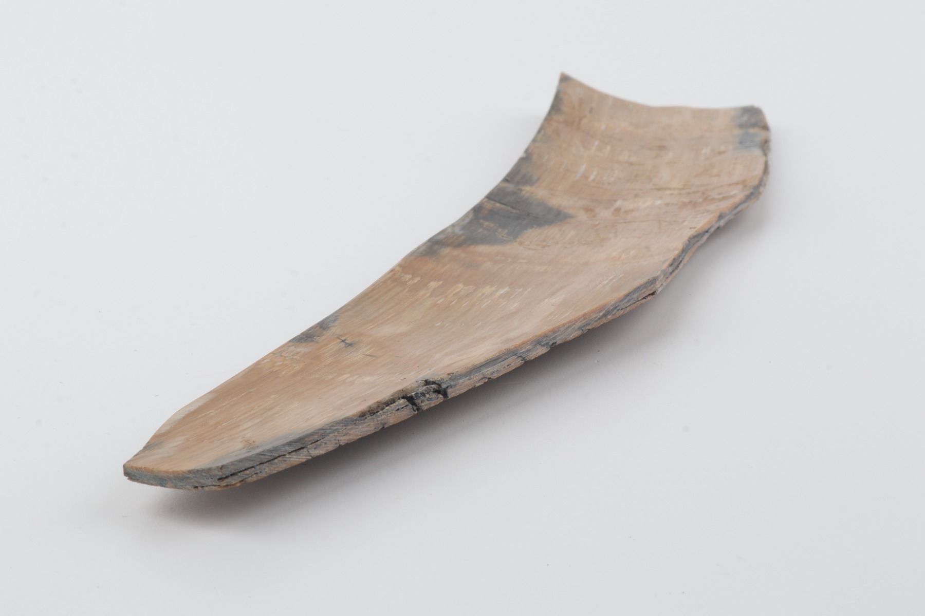 Beige mammoth bark