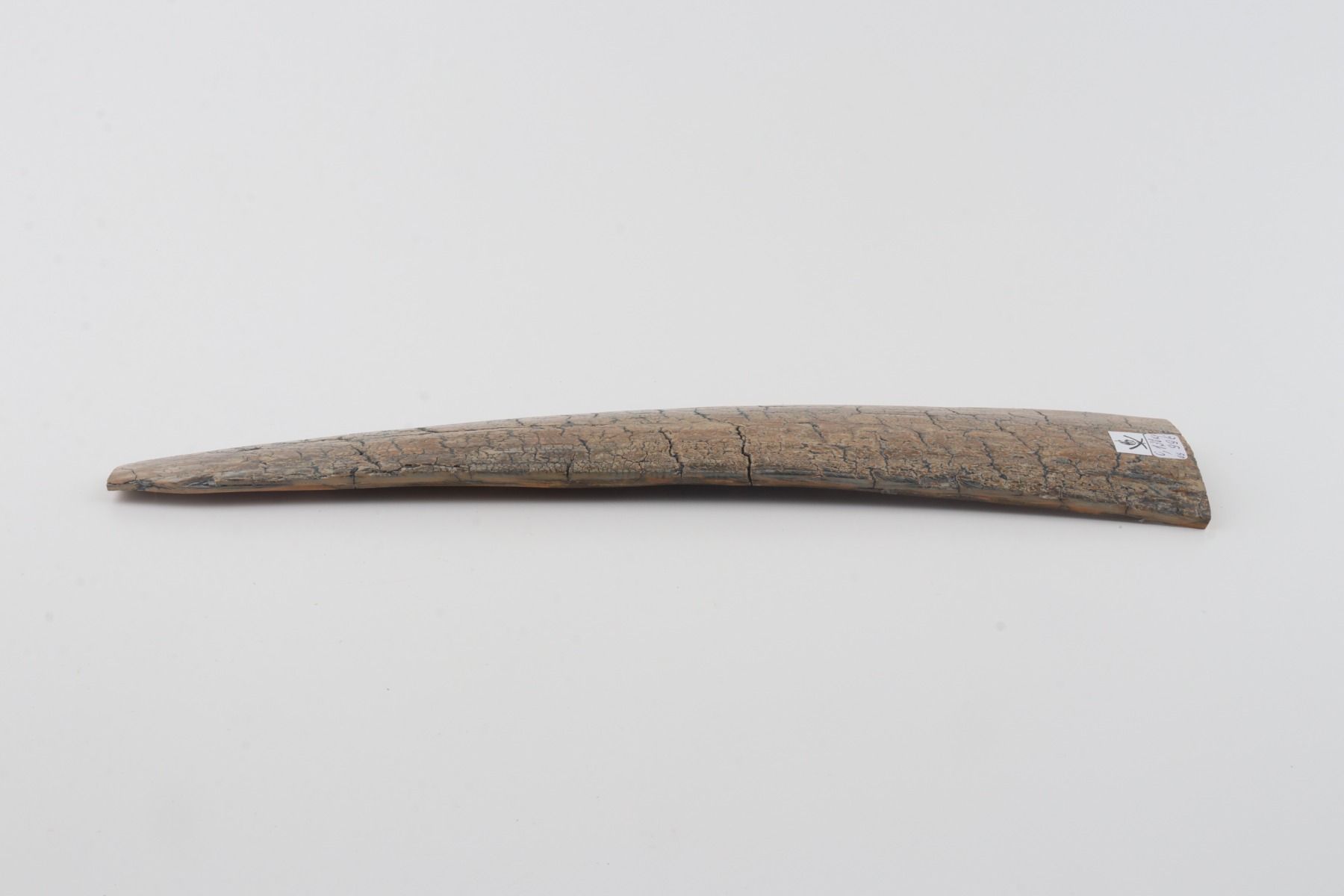 Beige mammoth bark