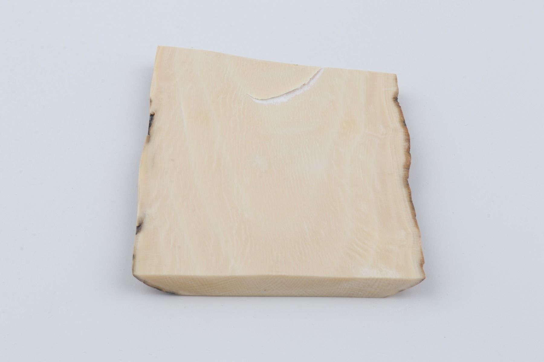 White mammoth ivory segment