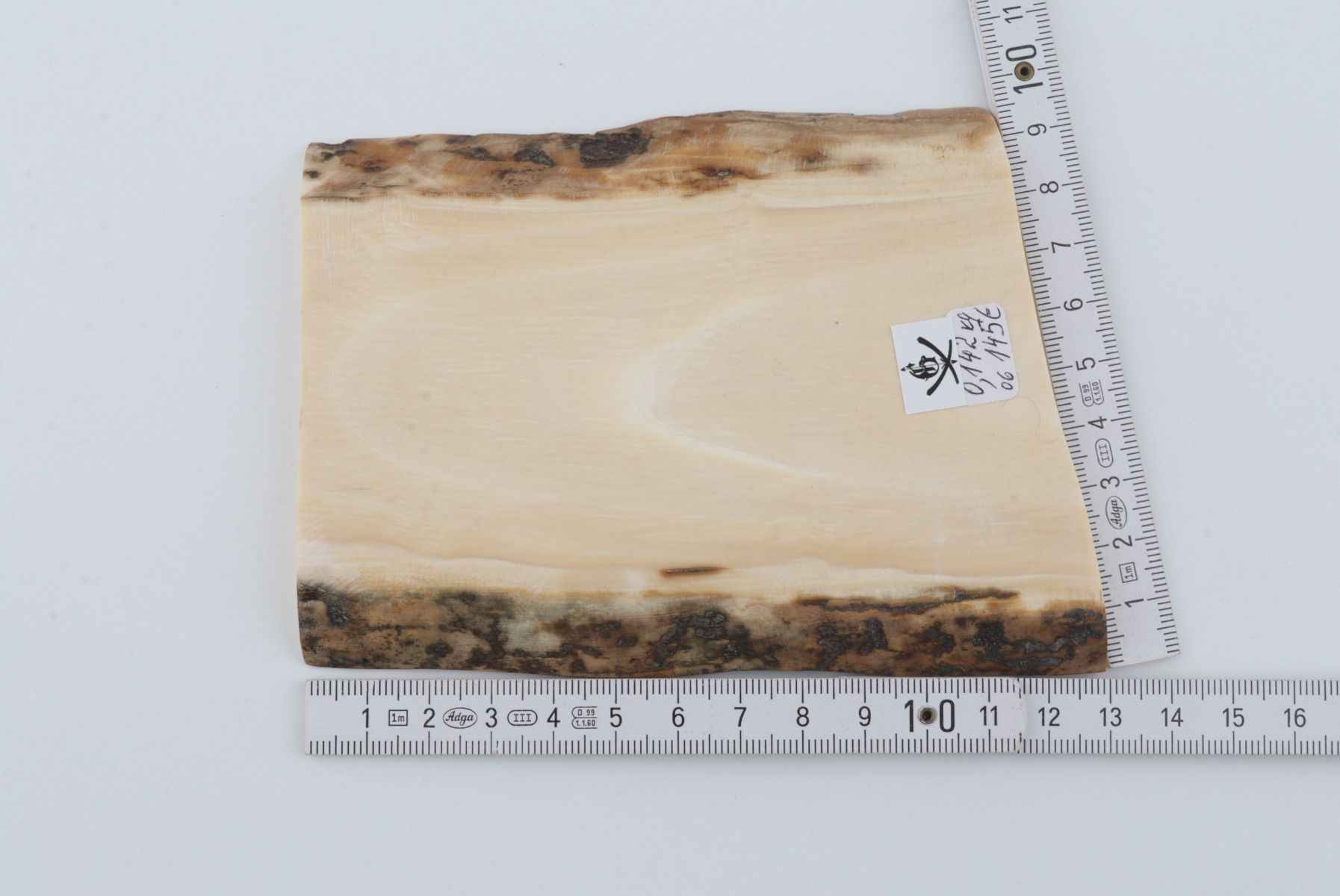 White mammoth ivory segment