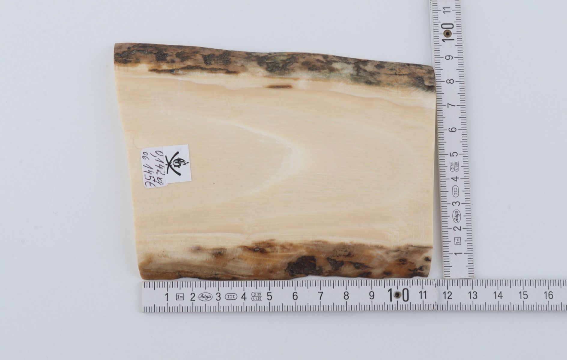 White mammoth ivory segment