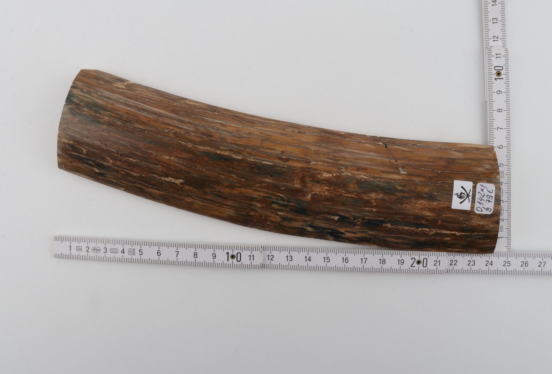 Beige-blue mammoth bark