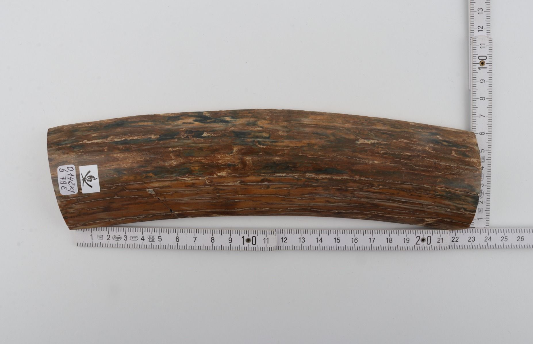 Beige-blue mammoth bark