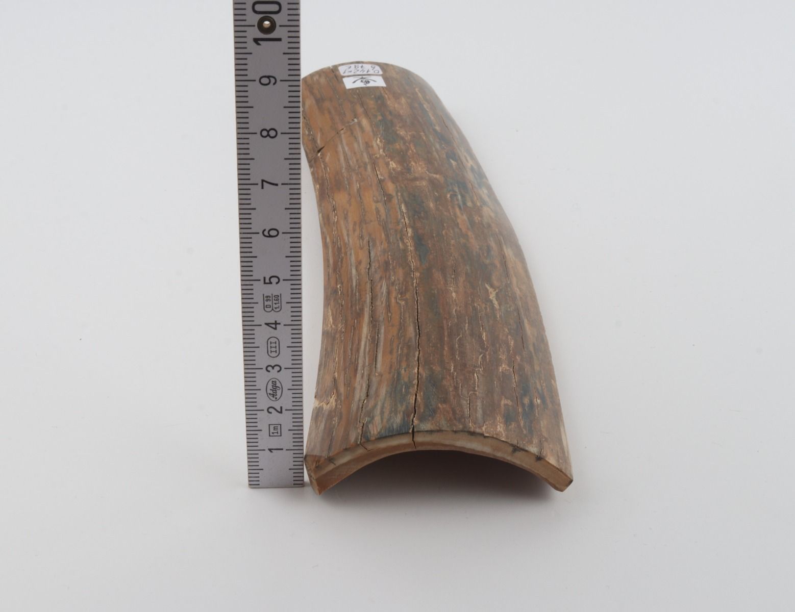 Beige-blue mammoth bark