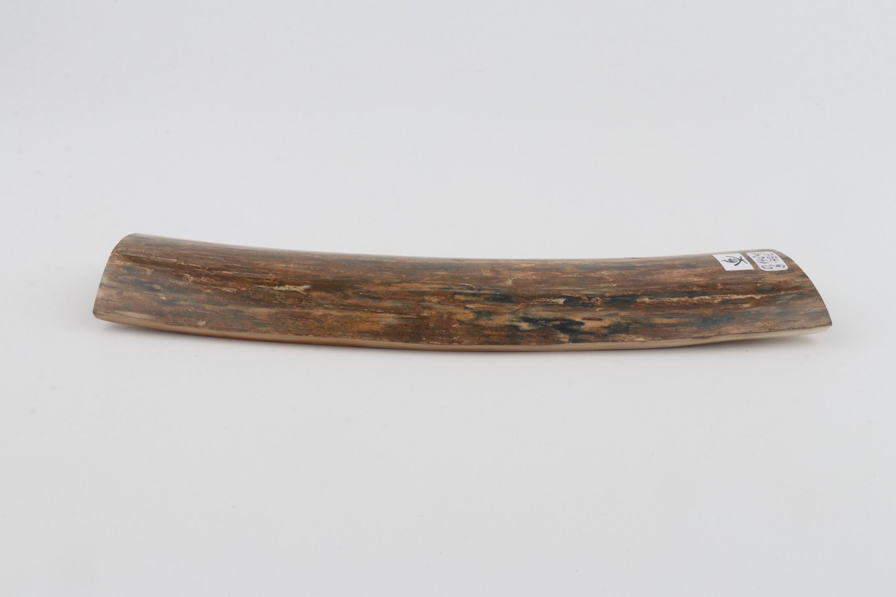 Beige-blue mammoth bark