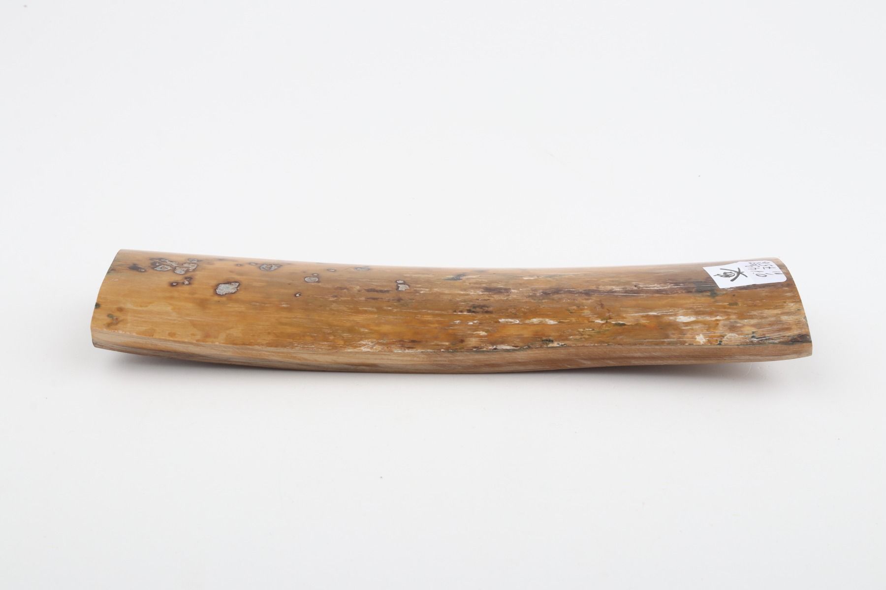 Beige mammoth bark