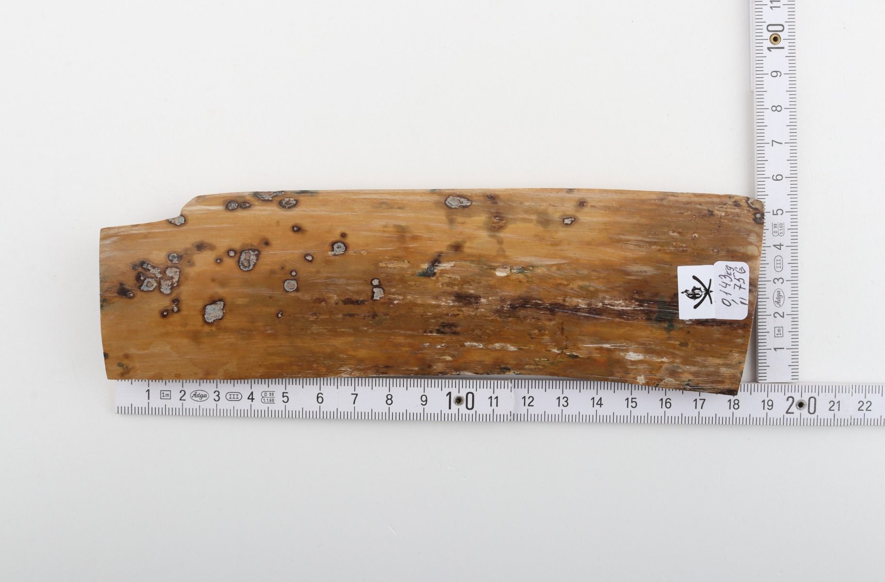 Beige mammoth bark