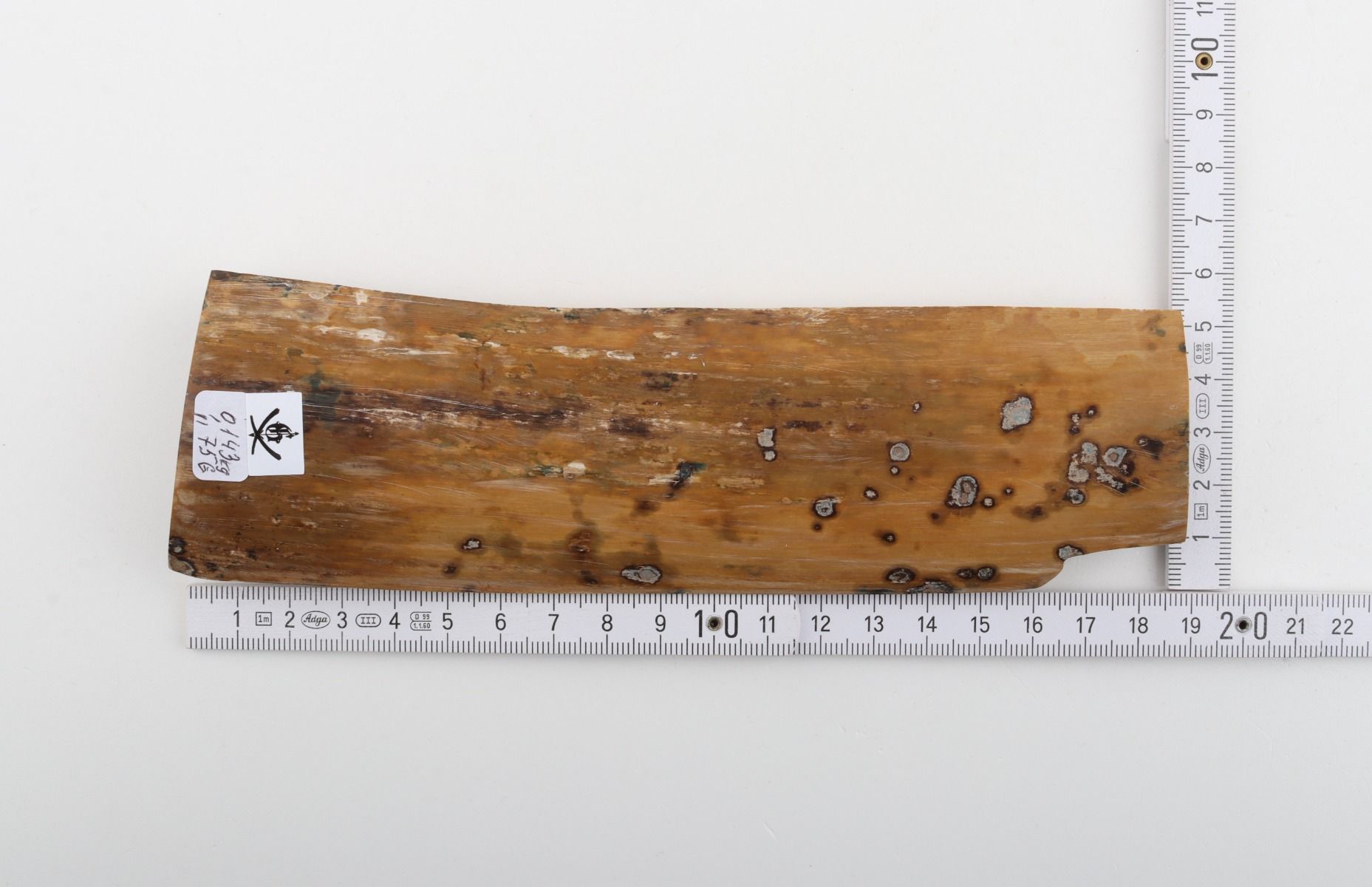 Beige mammoth bark