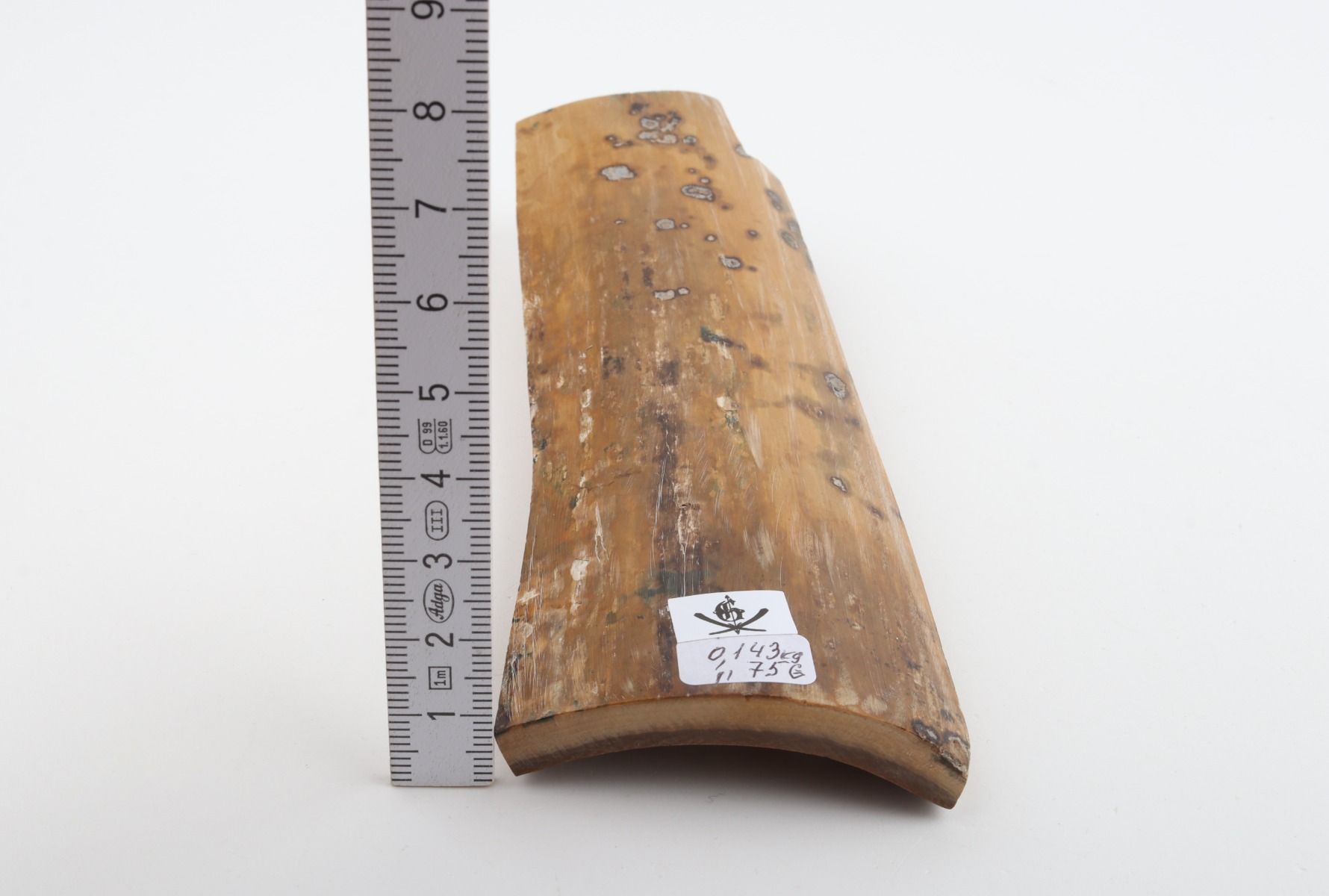 Beige mammoth bark