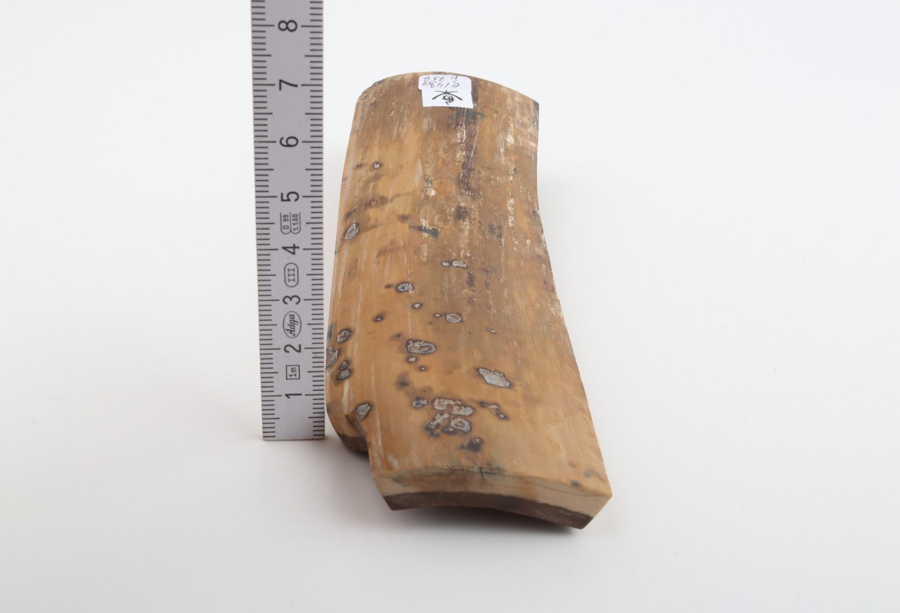 Beige mammoth bark