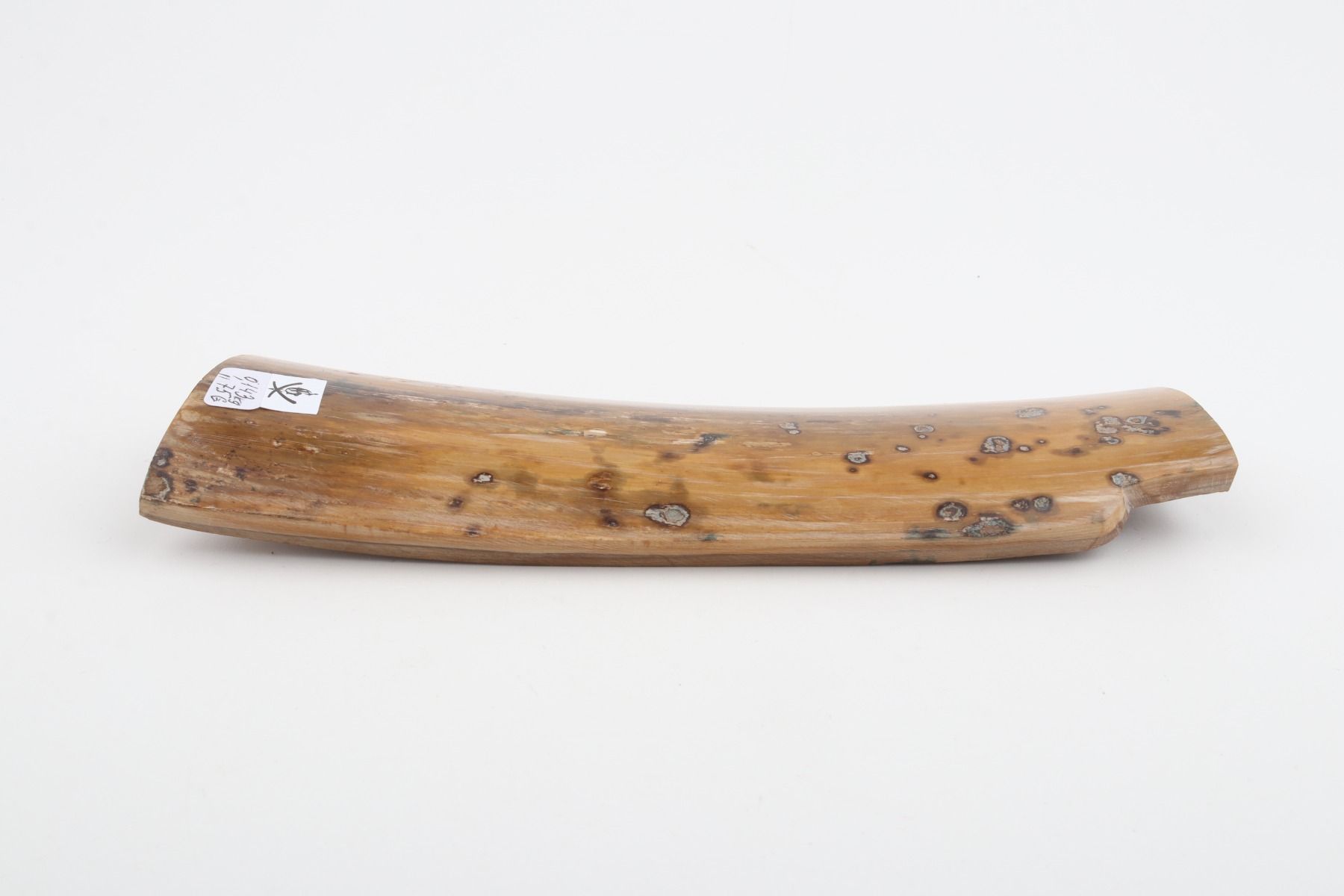 Beige mammoth bark
