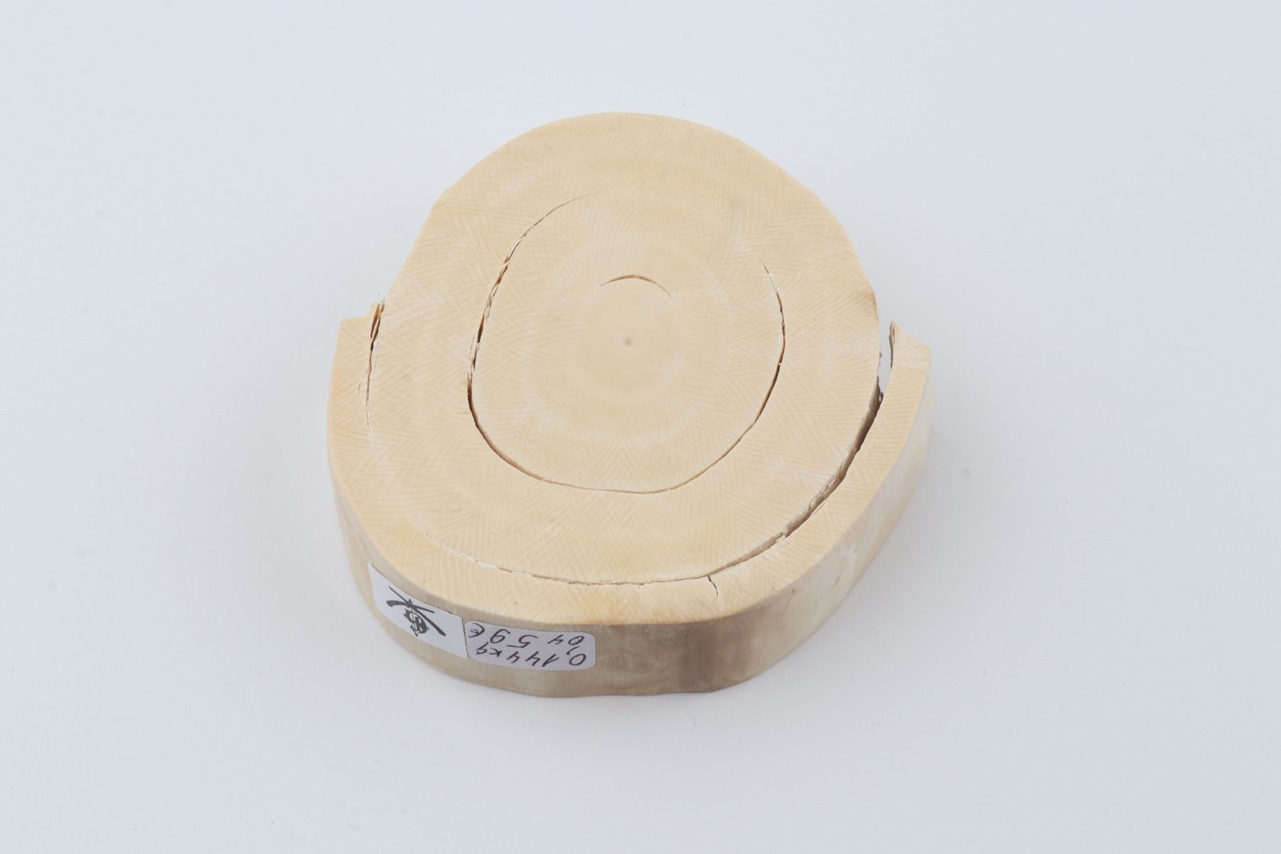 Round mammoth tusk piece