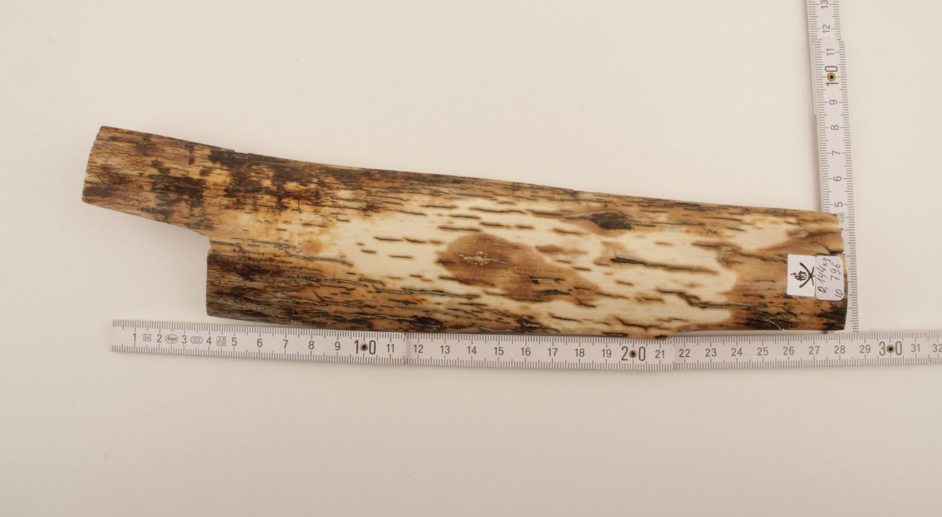 White-mustard mammoth bark