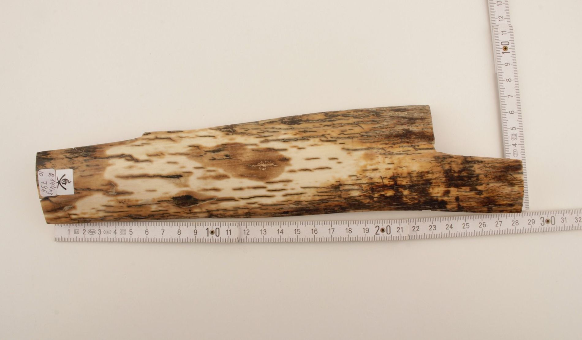 White-mustard mammoth bark