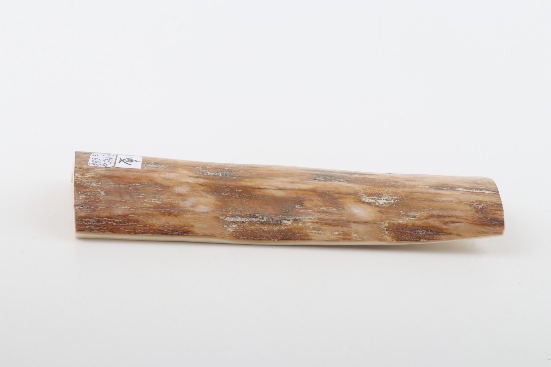 Beige-green mammoth bark