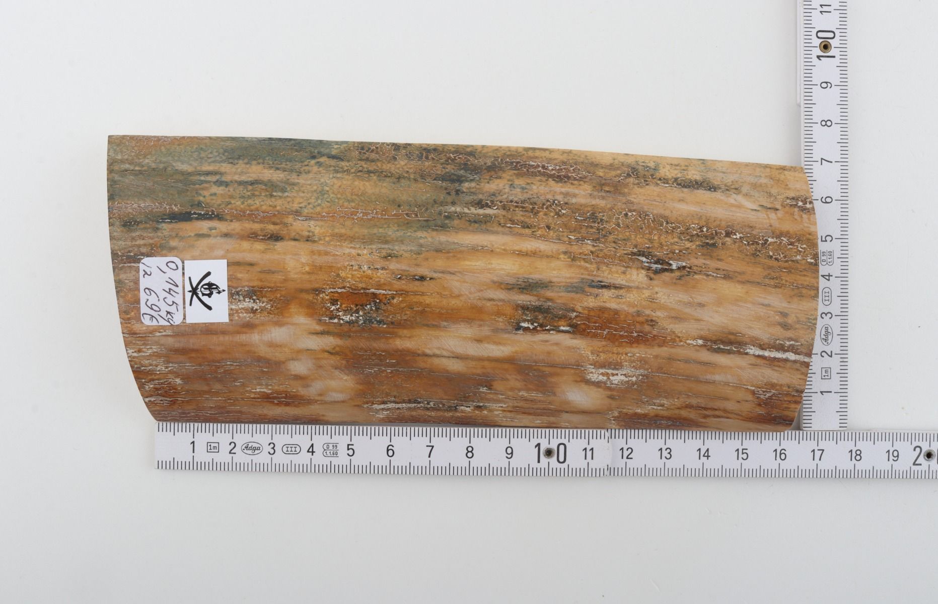 Beige-green mammoth bark