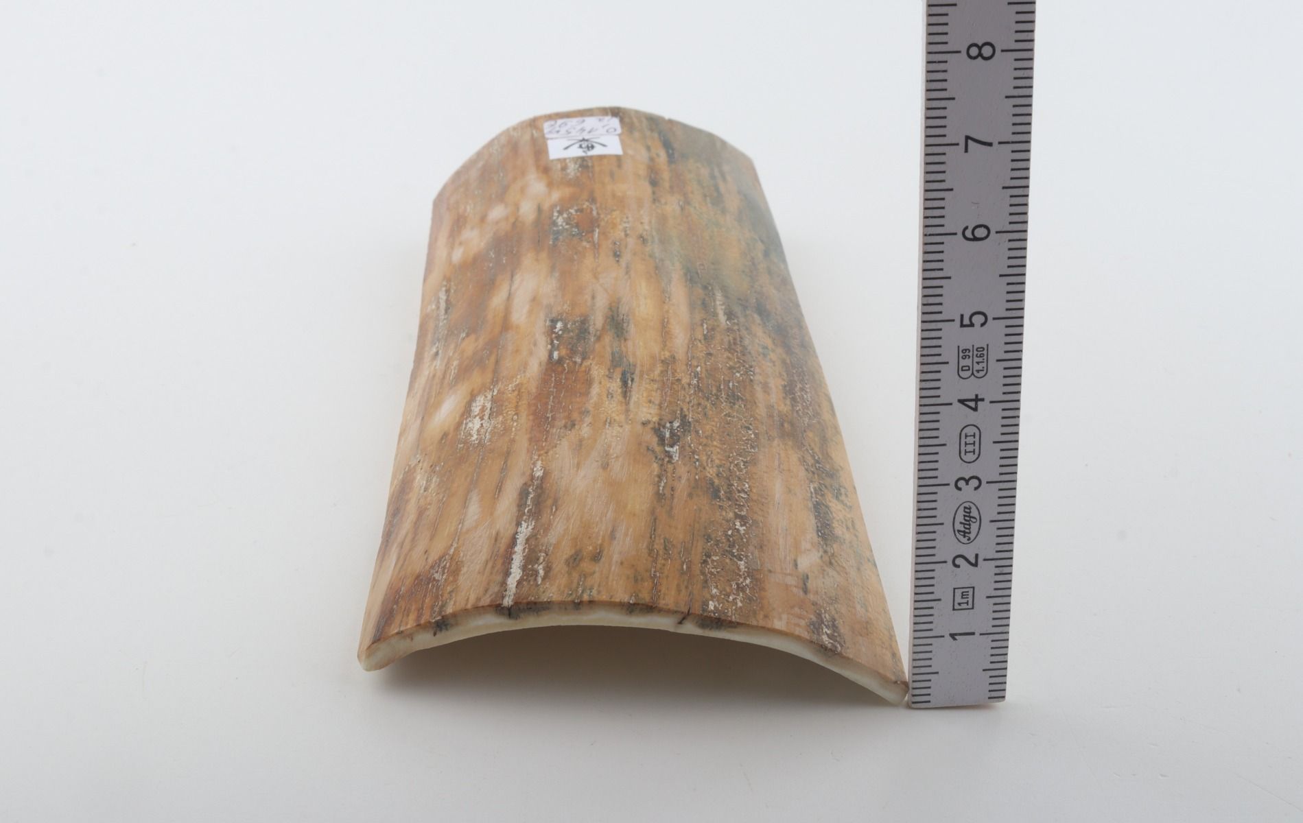 Beige-green mammoth bark