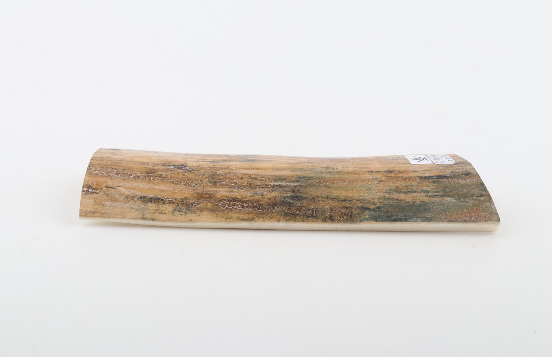 Beige-green mammoth bark