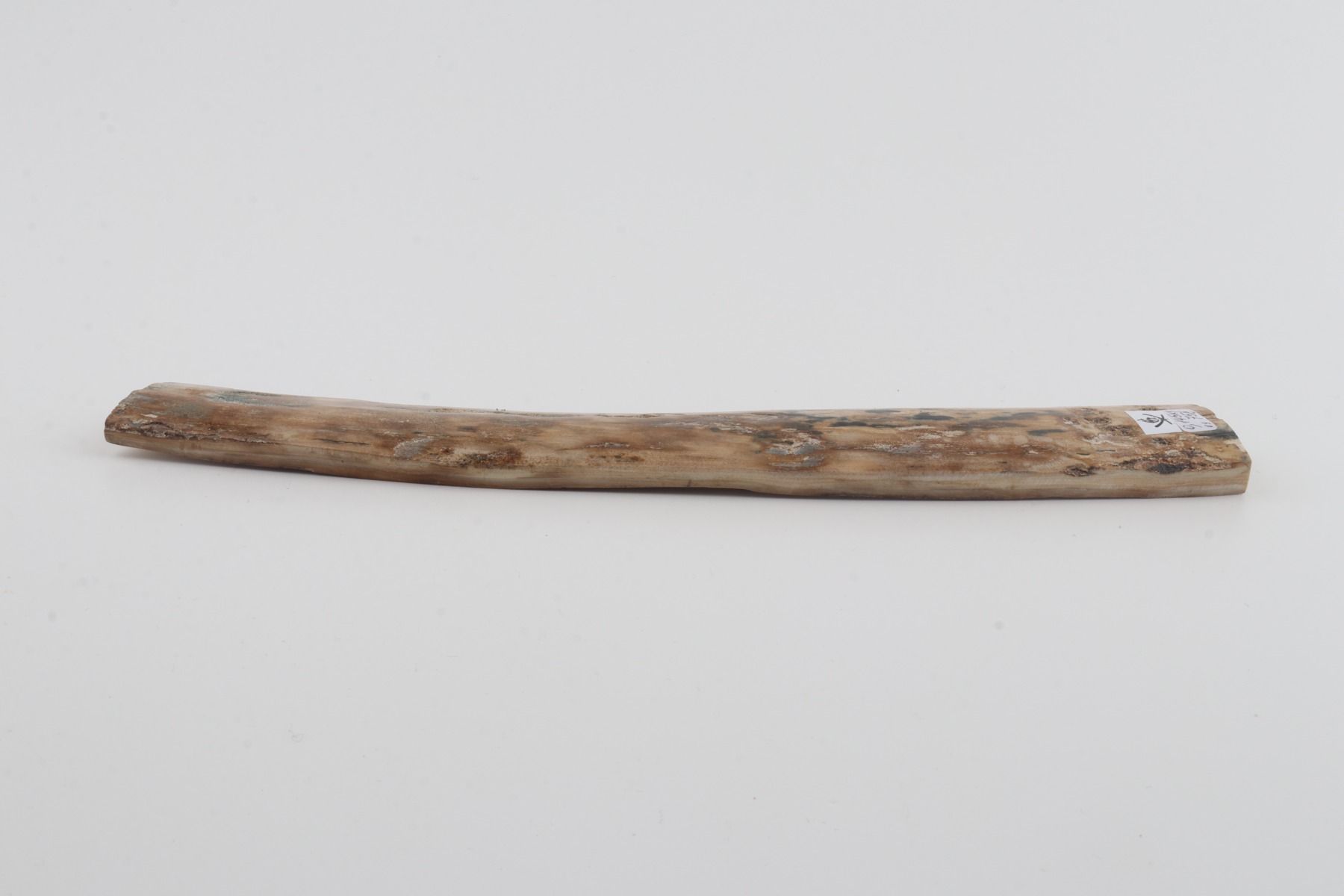 Beige mammoth bark