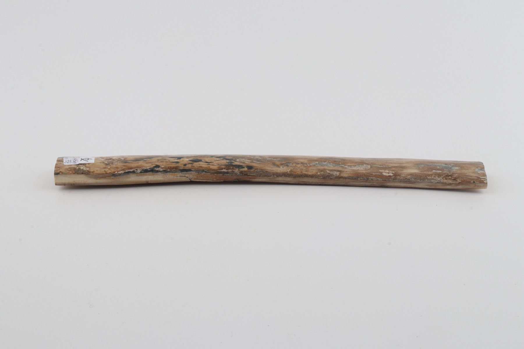 Beige mammoth bark