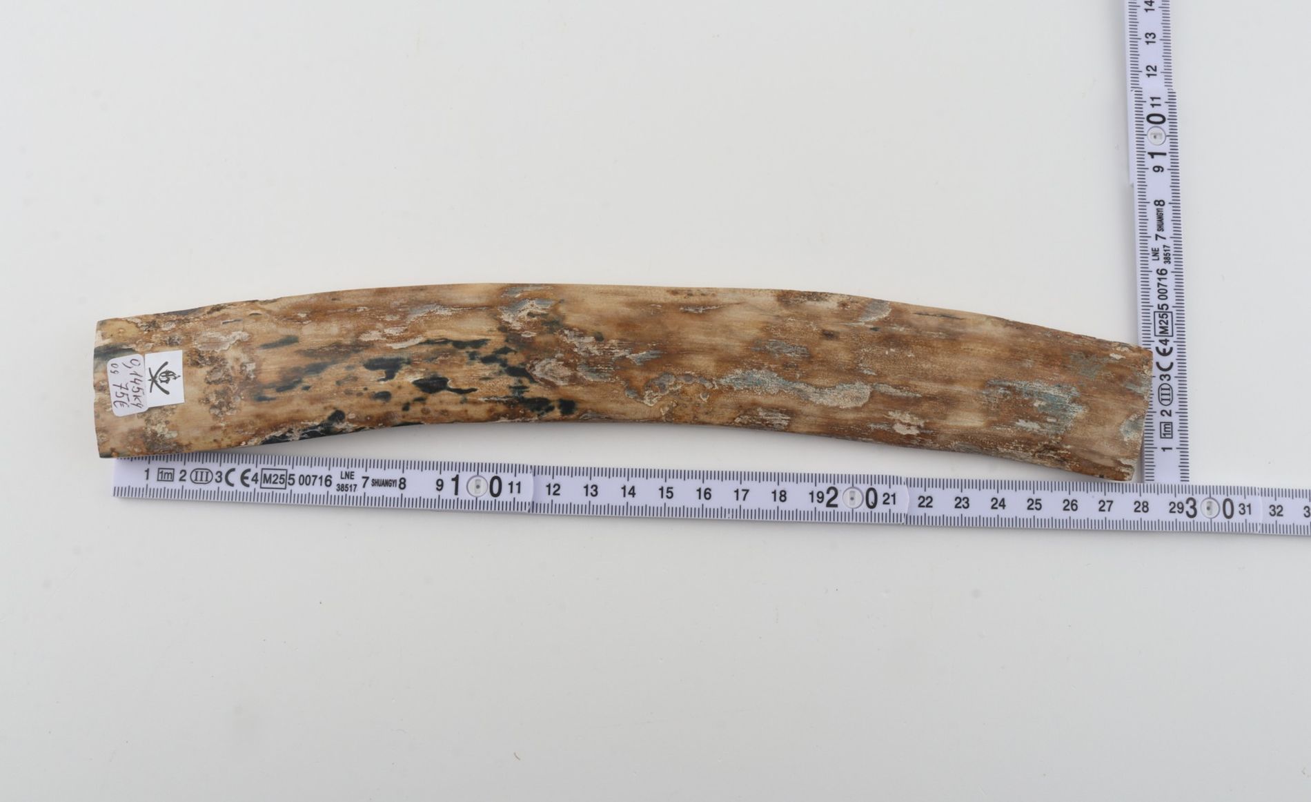 Beige mammoth bark