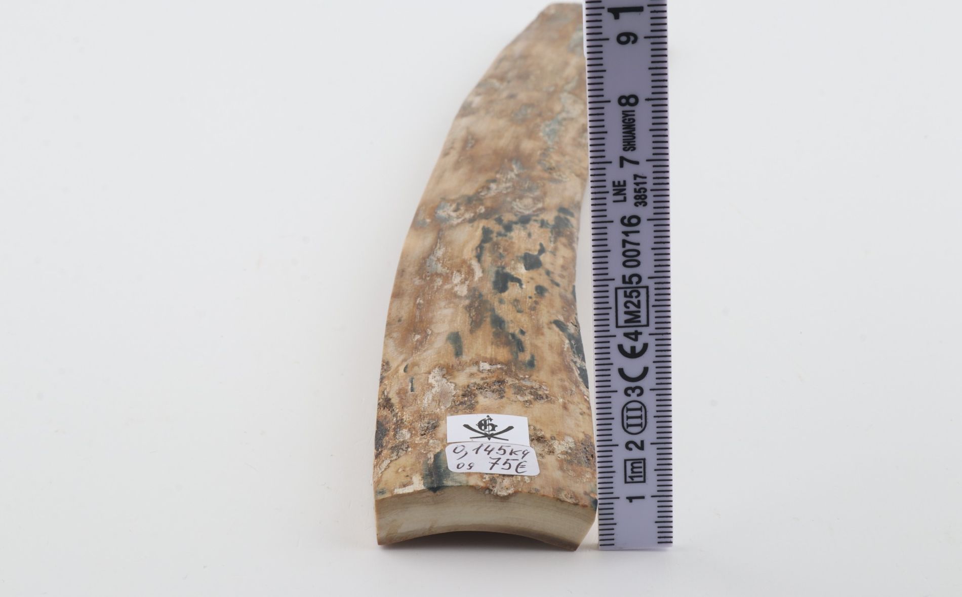 Beige mammoth bark