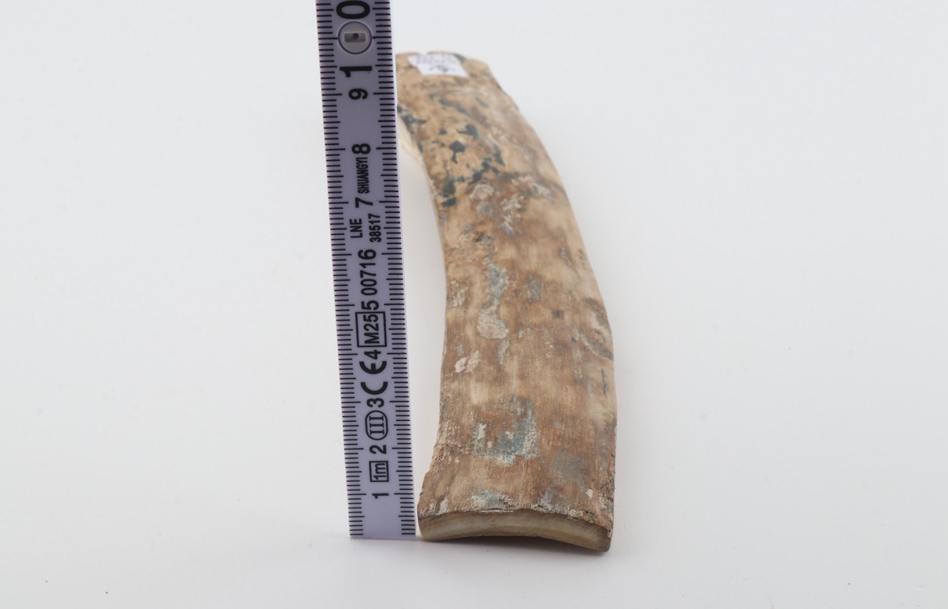 Beige mammoth bark