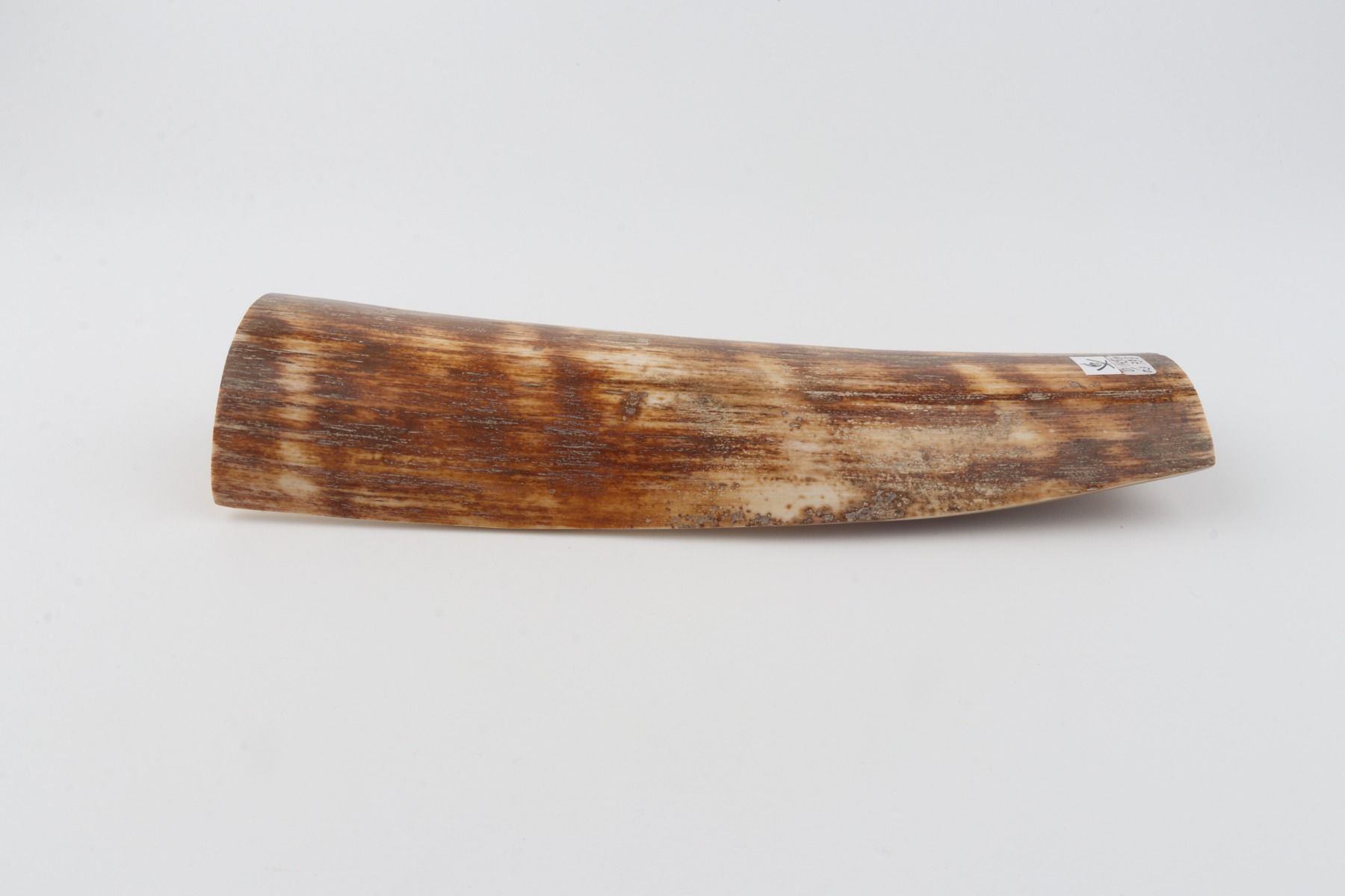 Brown-orange mammoth bark