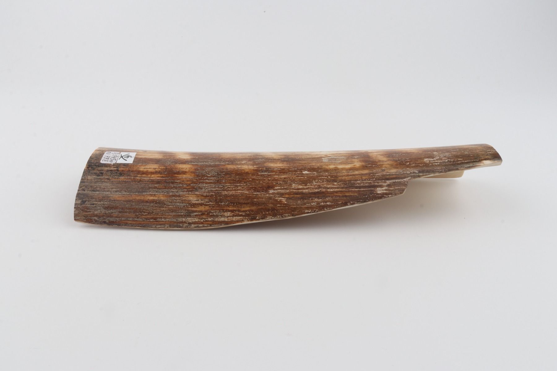 Brown-orange mammoth bark
