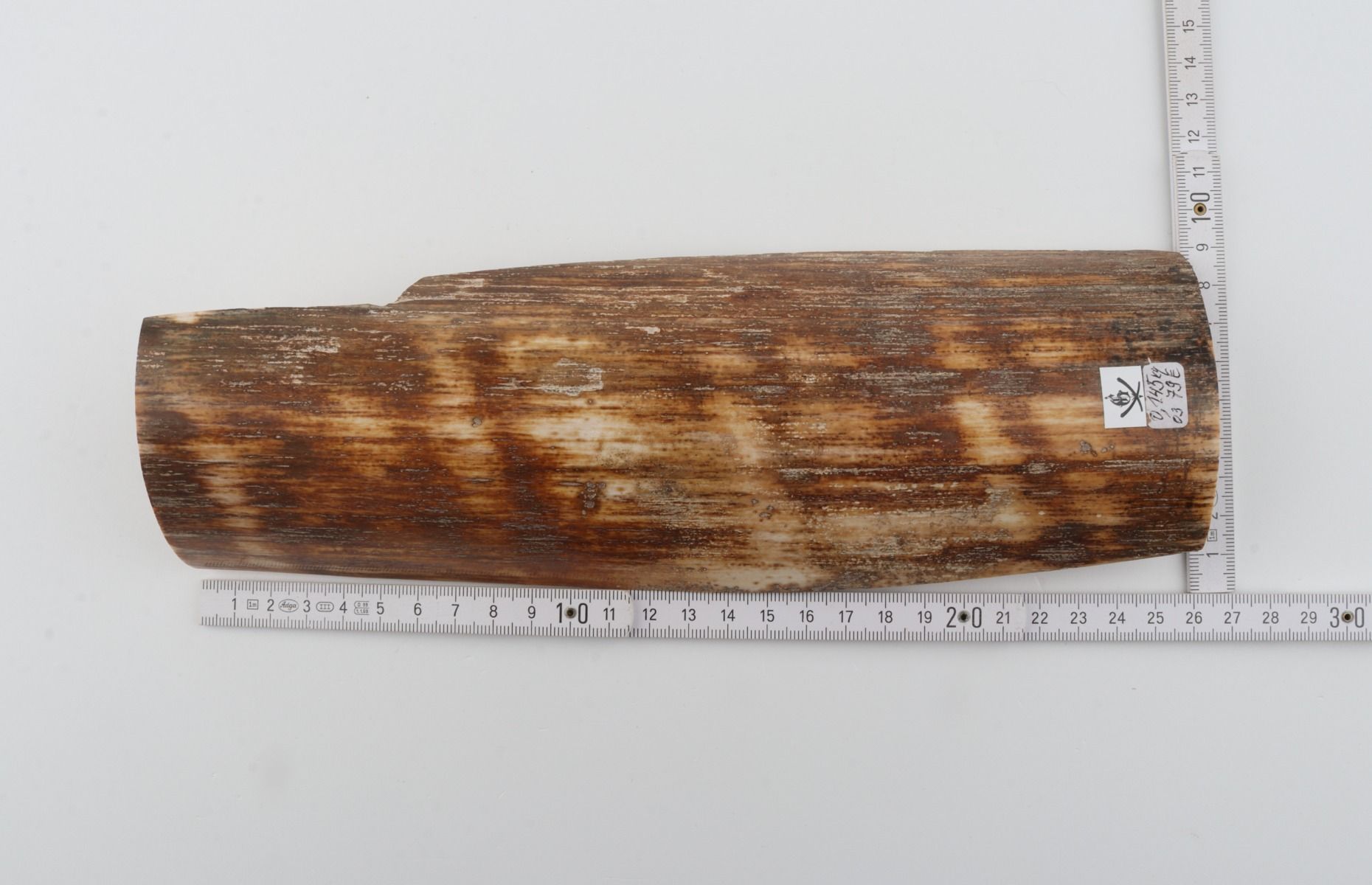 Brown-orange mammoth bark