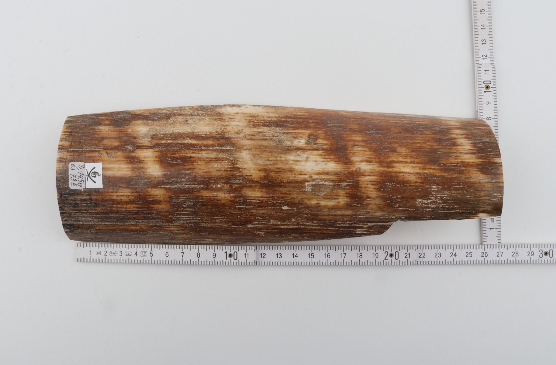 Brown-orange mammoth bark