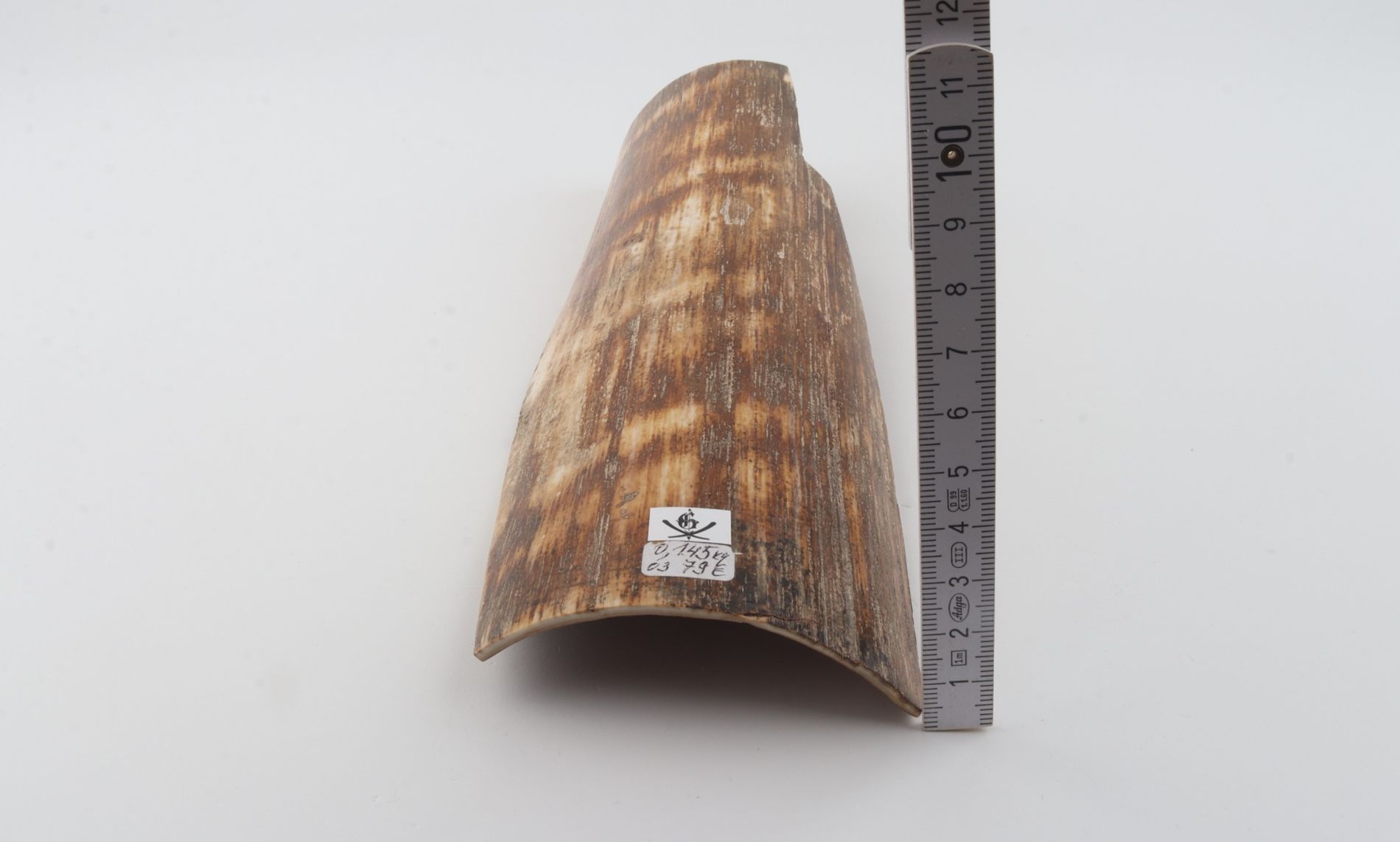 Brown-orange mammoth bark