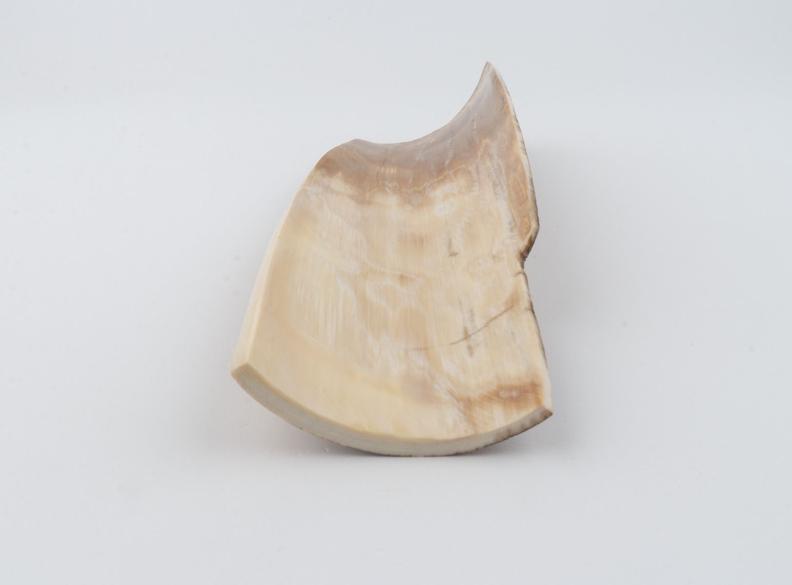 Brown-orange mammoth bark