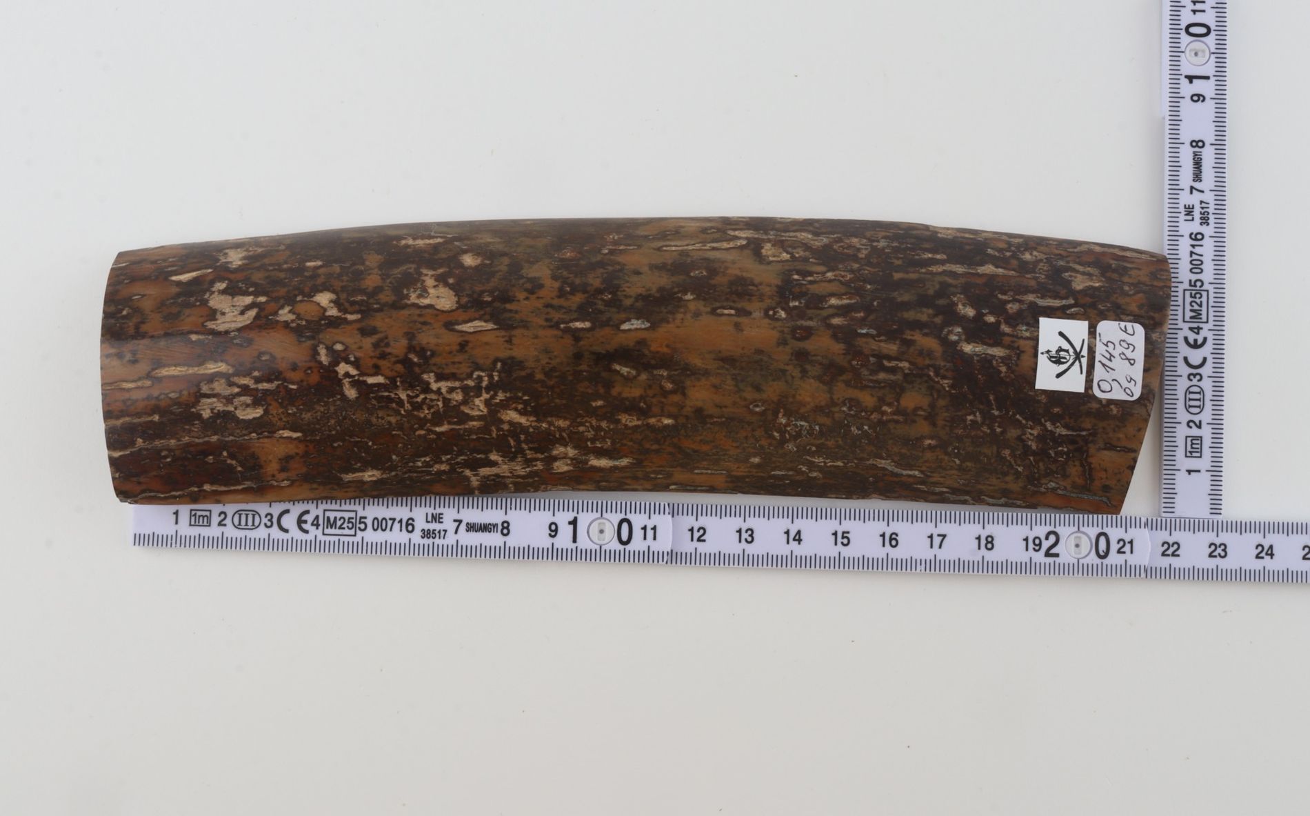 Brown-mustard mammoth bark