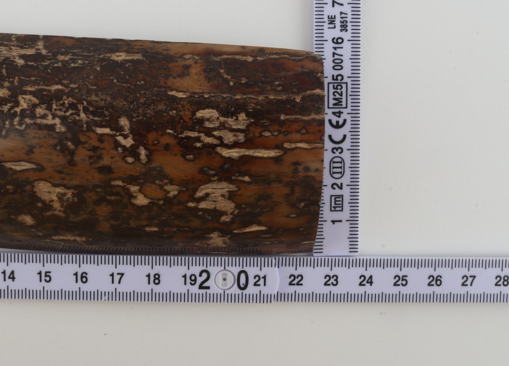 Brown-mustard mammoth bark