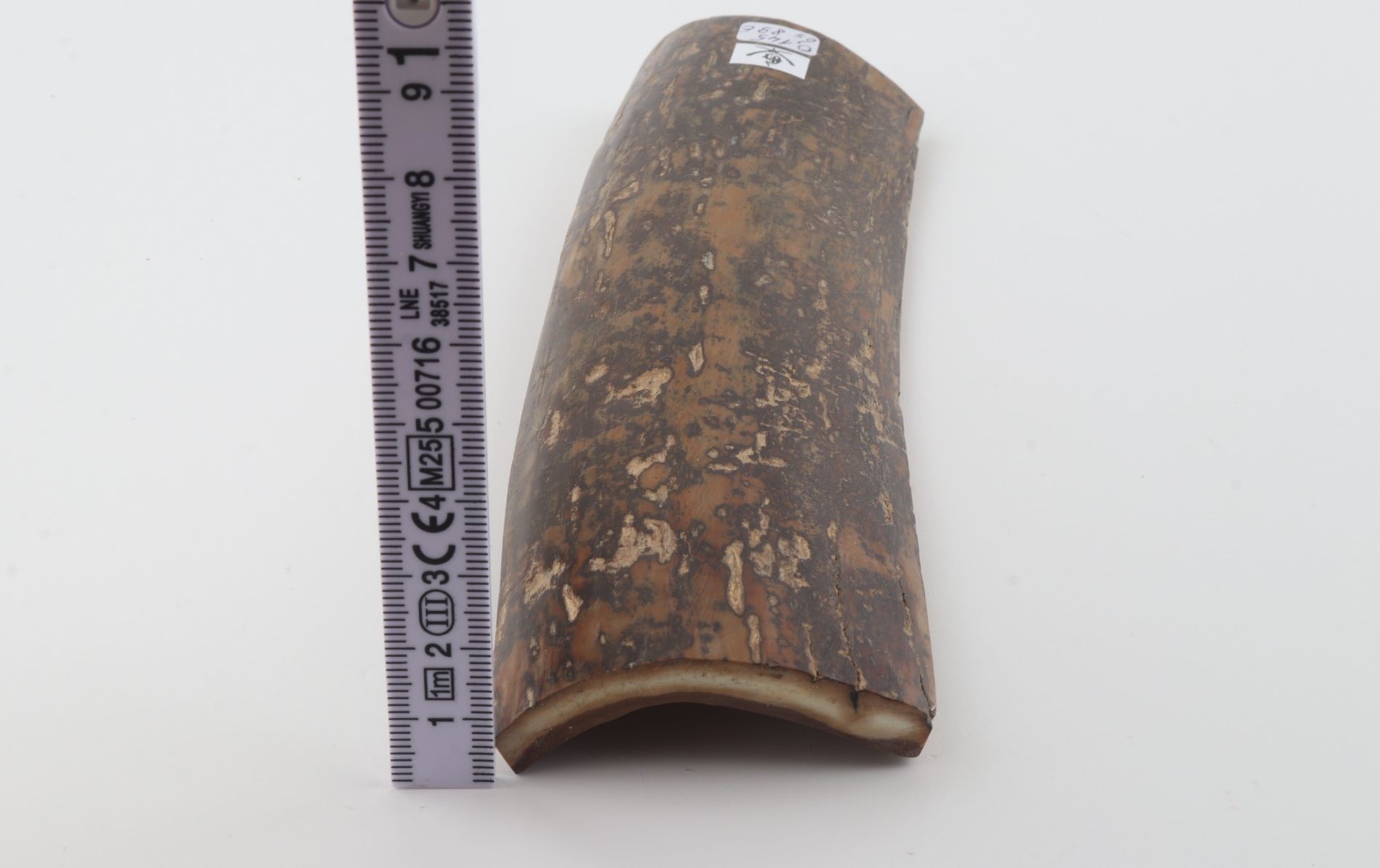 Brown-mustard mammoth bark