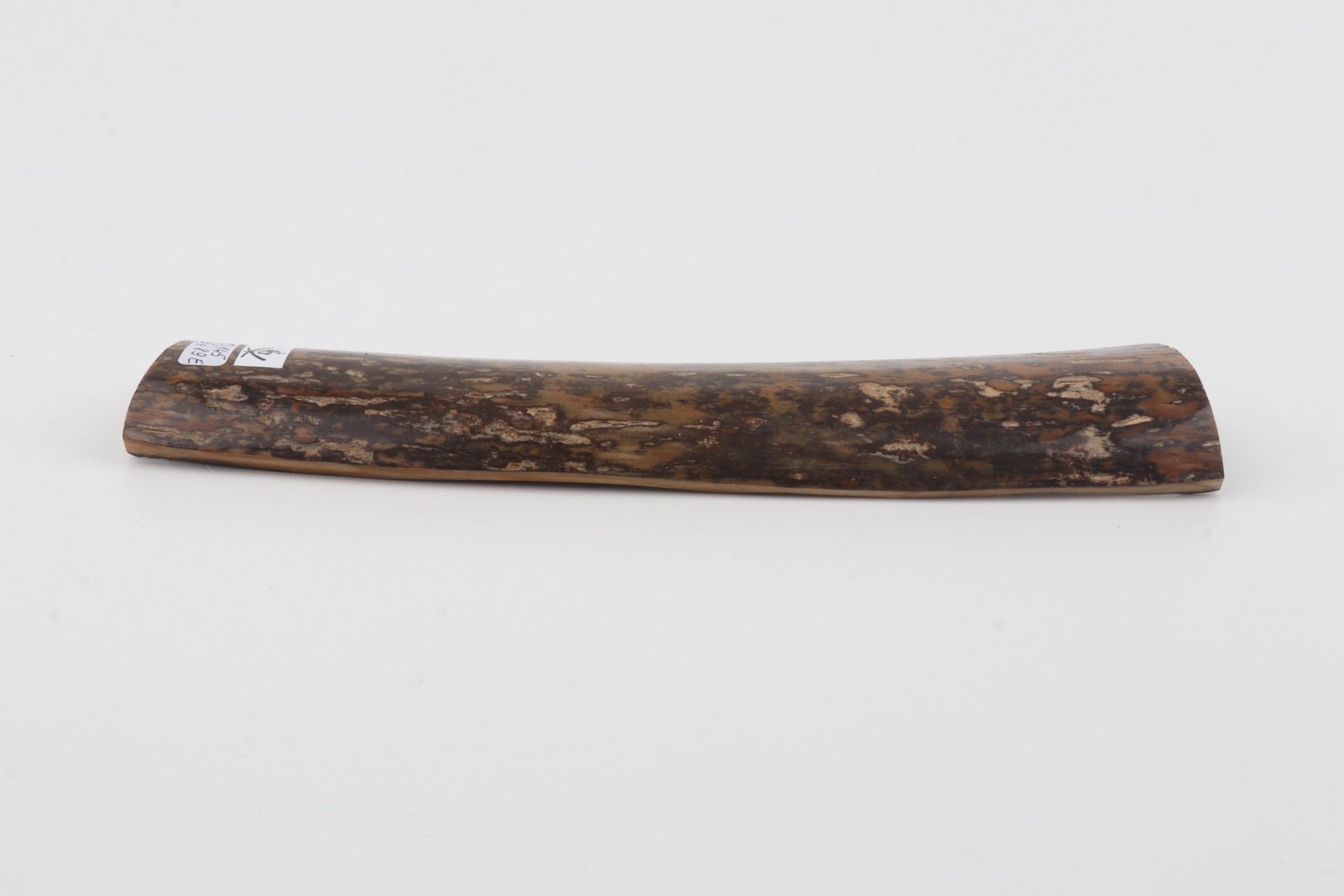 Brown-mustard mammoth bark