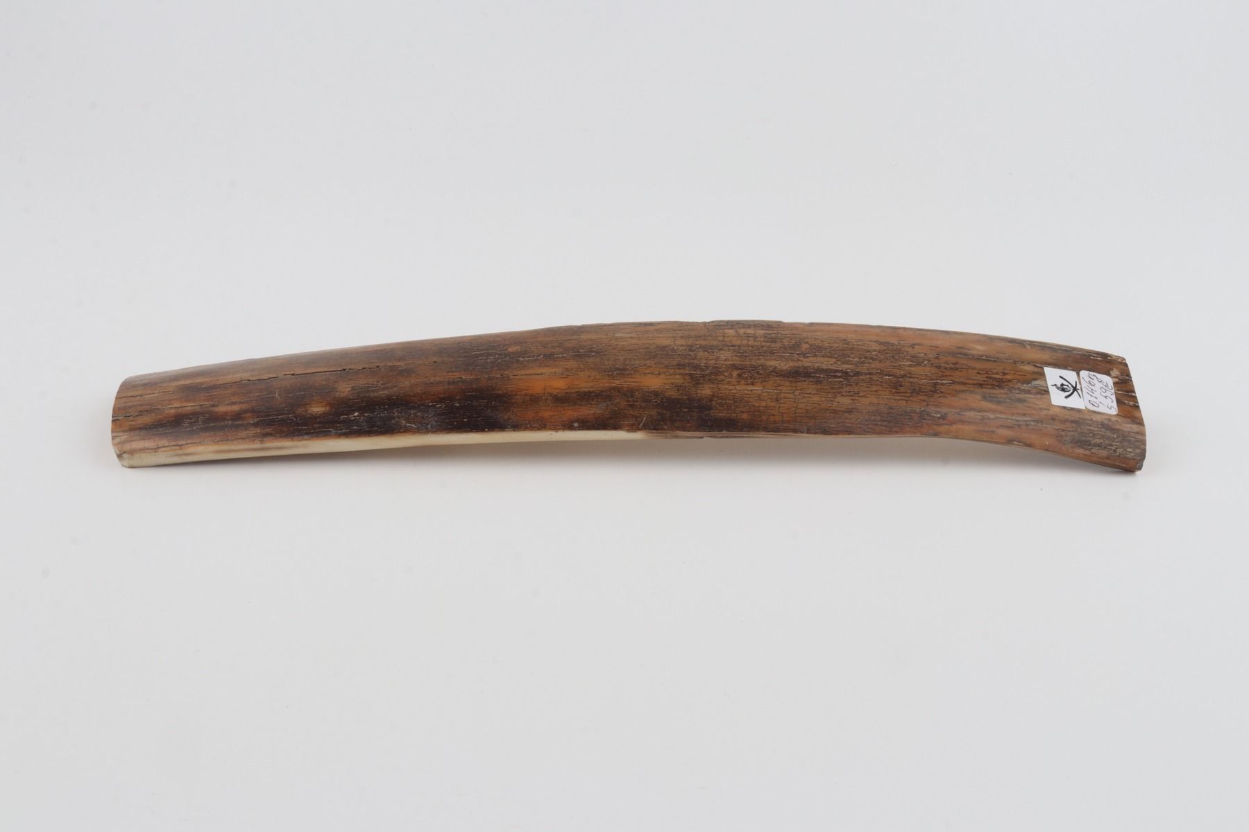 Brown-mustard mammoth bark